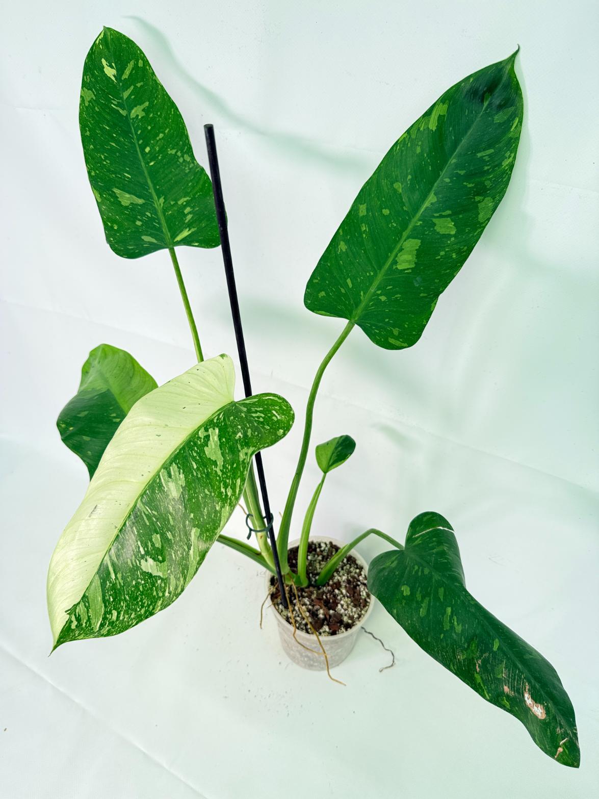 Philodendron Jose Buono variegata XL 03