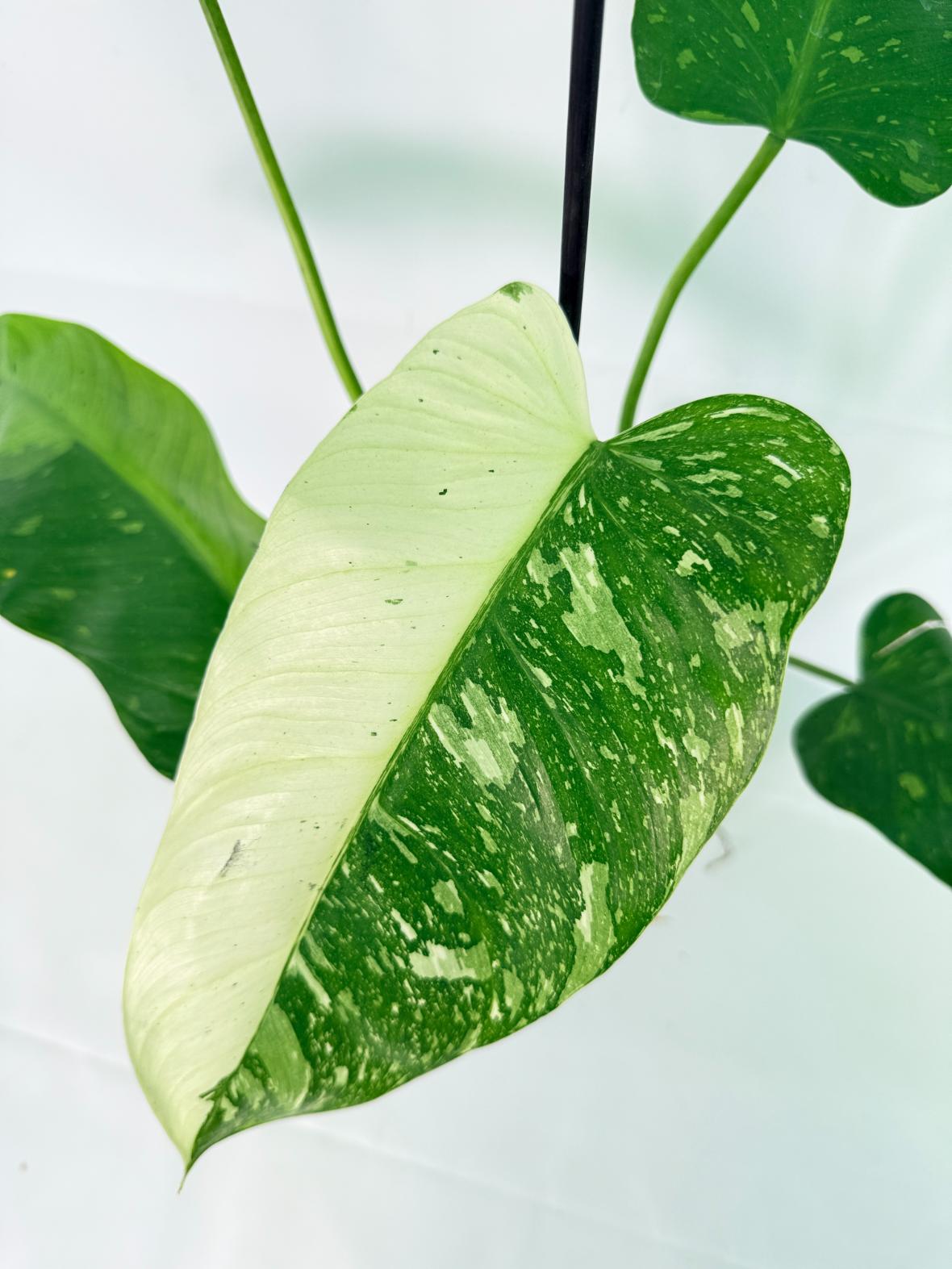 Philodendron Jose Buono variegata XL 04