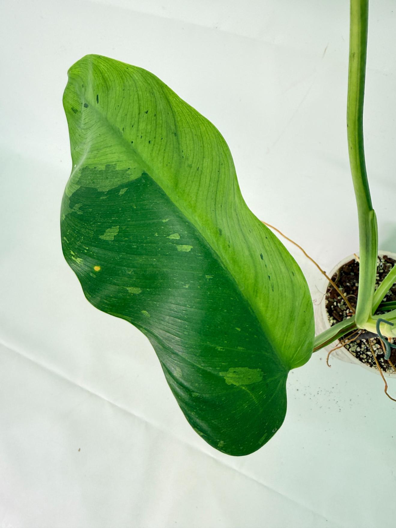 Philodendron Jose Buono variegata XL 05