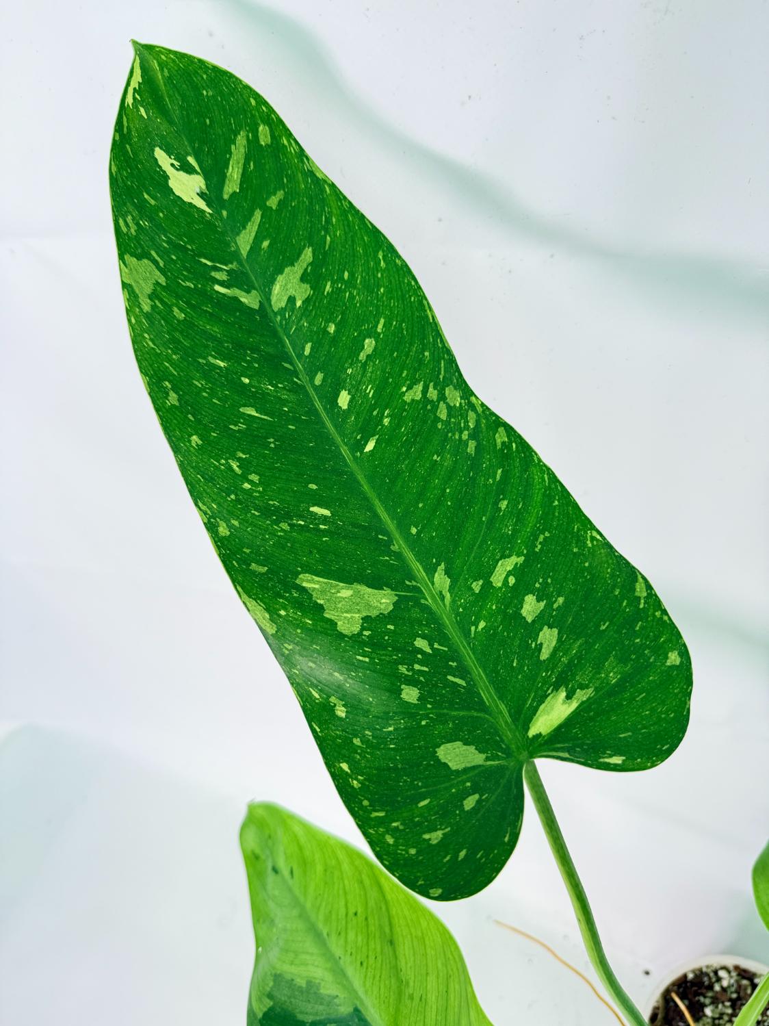 Philodendron Jose Buono variegata XL 06