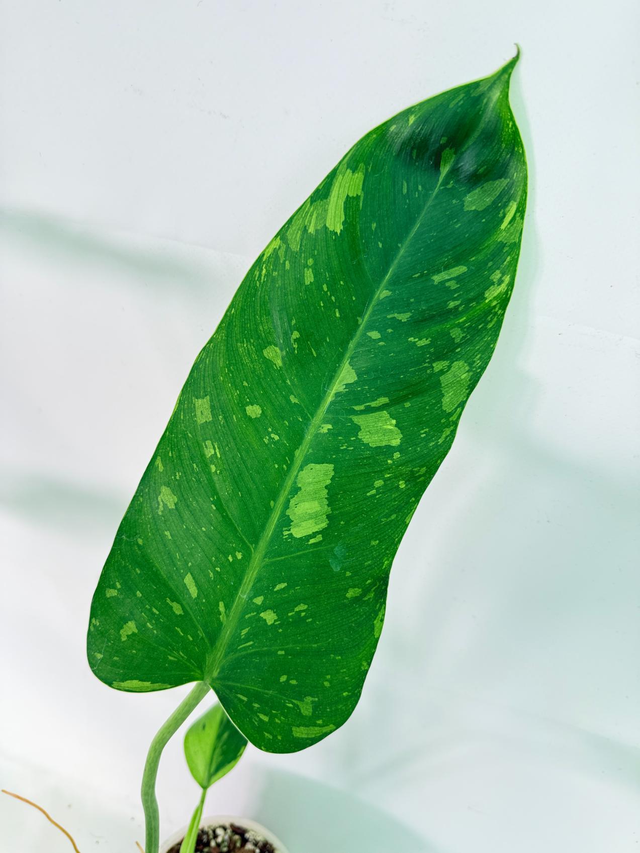 Philodendron Jose Buono variegata XL 07
