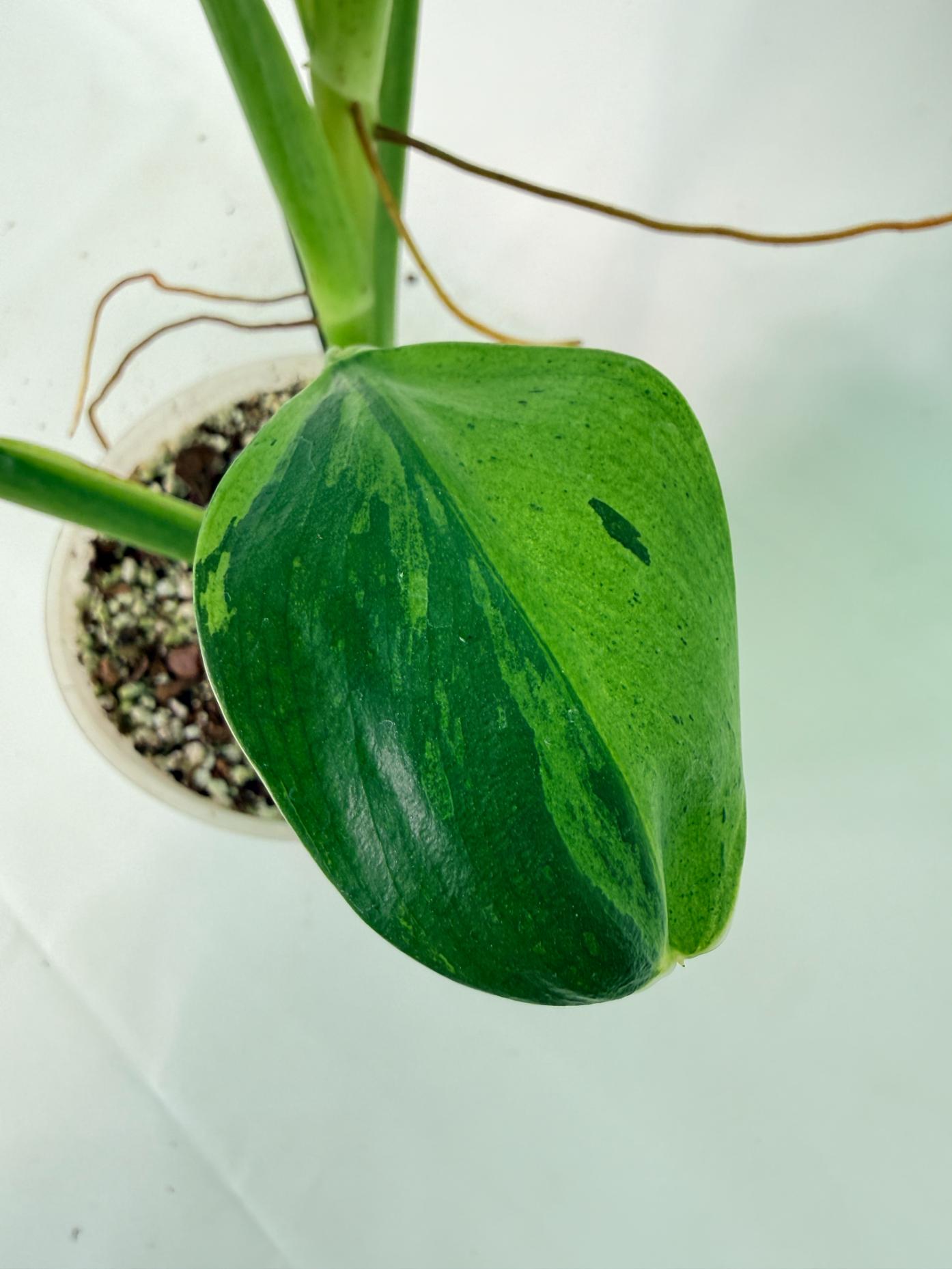 Philodendron Jose Buono variegata XL 08