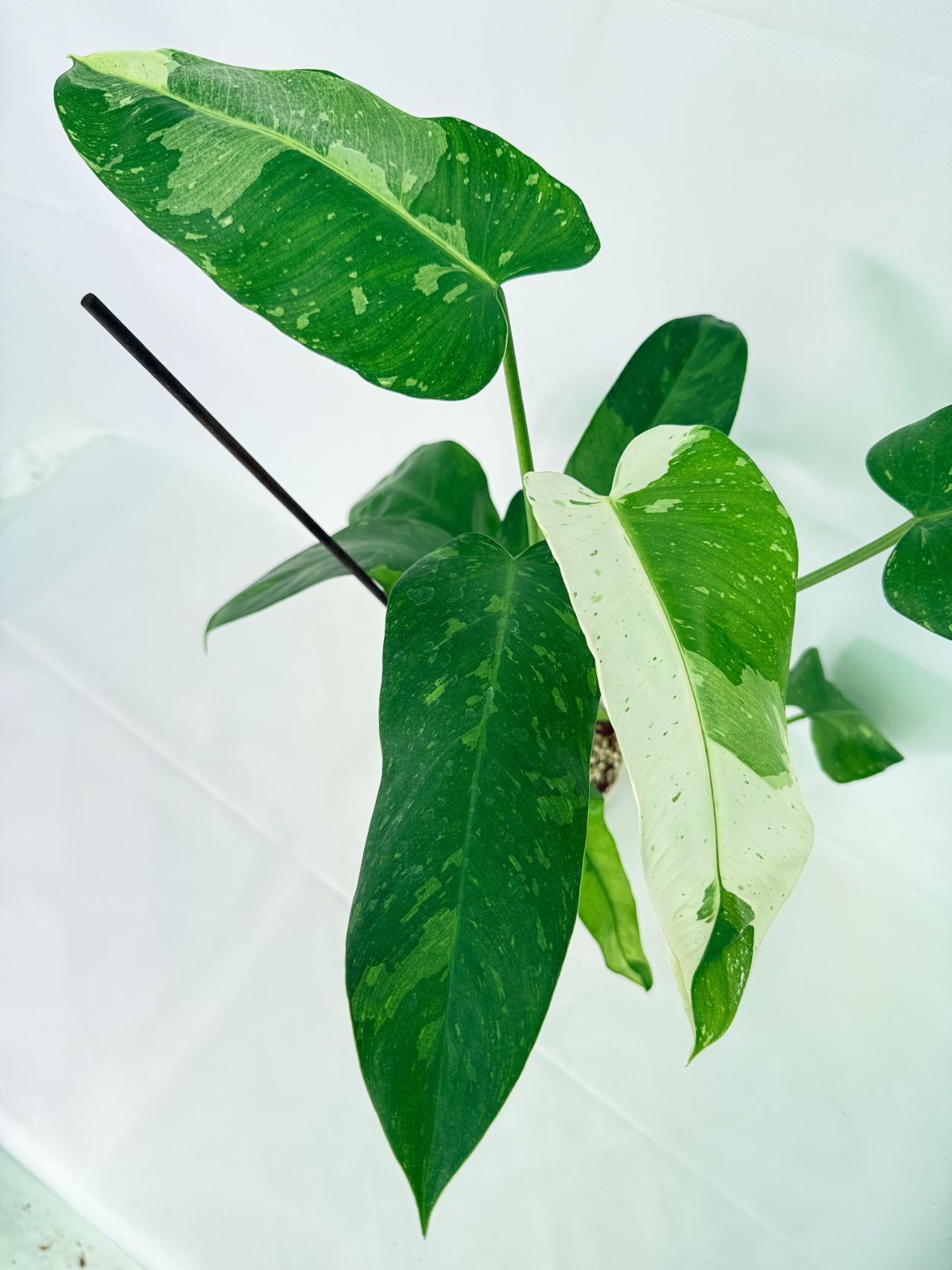 Philodendron Jose Buono variegata XL 08