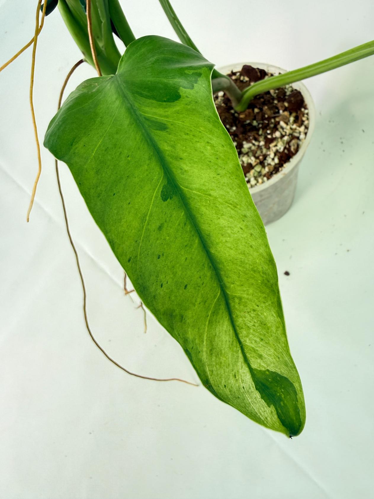 Philodendron Jose Buono variegata XL 09