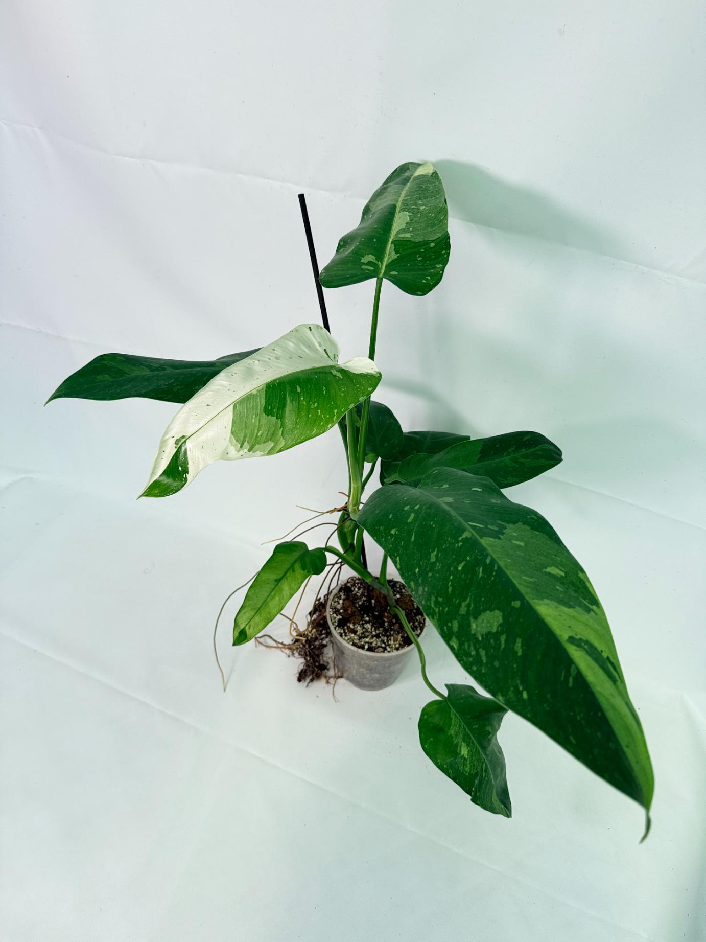 Philodendron Jose Buono variegata XL 10