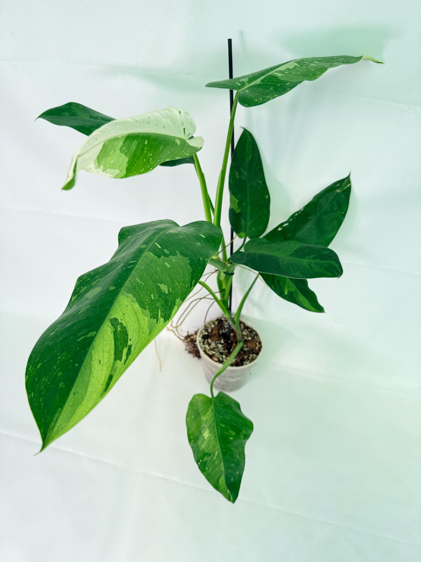 Philodendron Jose Buono variegata XL 02