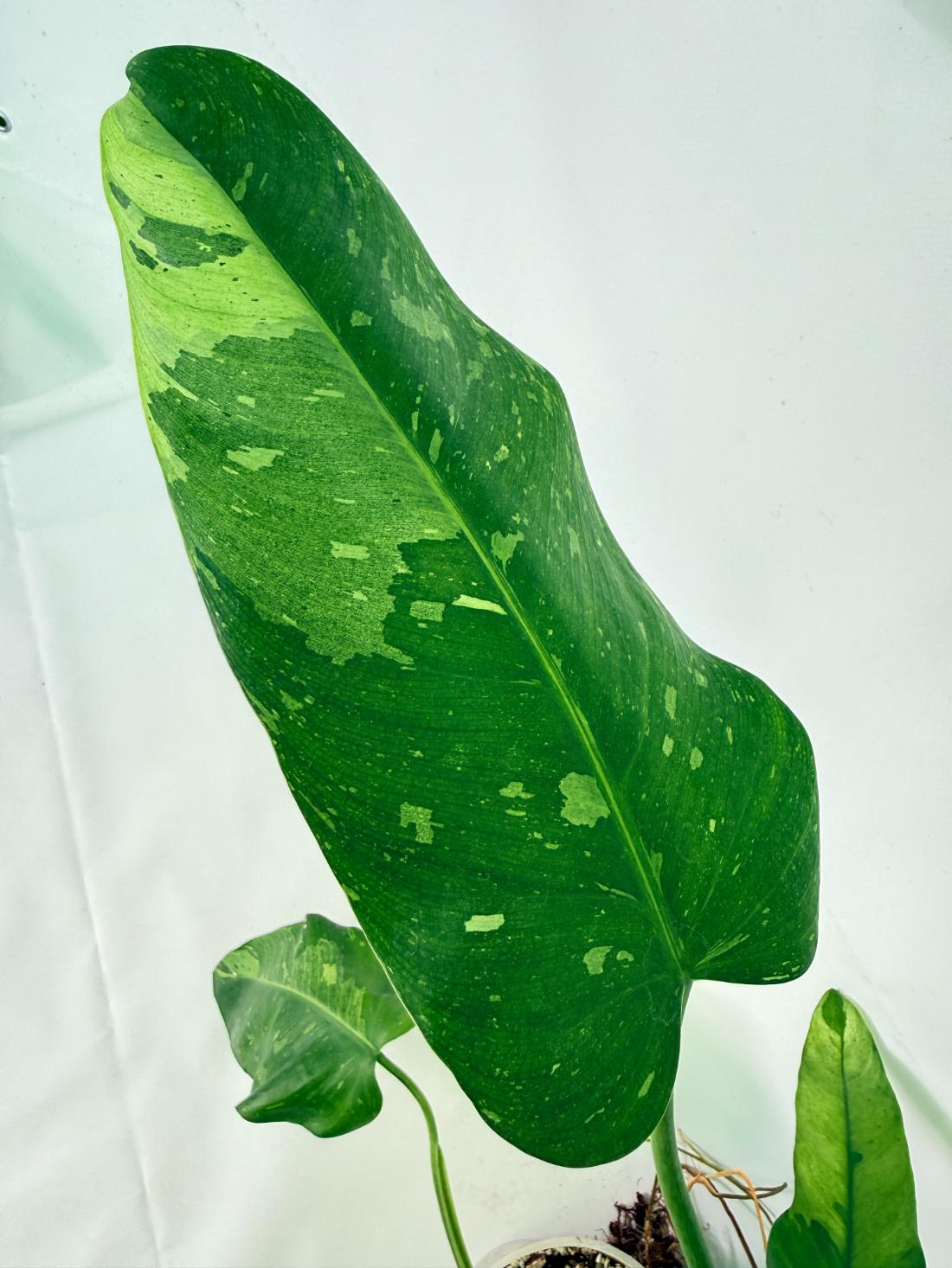 Philodendron Jose Buono variegata XL 03