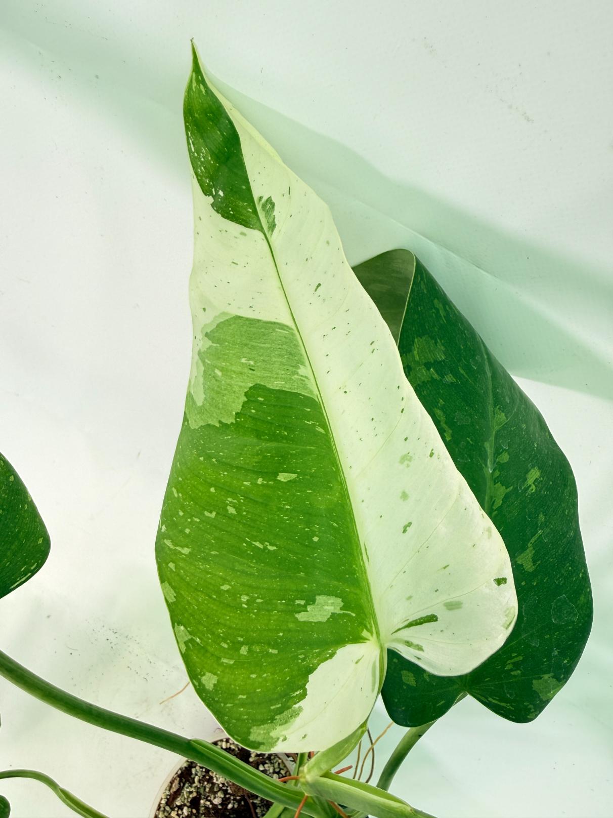 Philodendron Jose Buono variegata XL 04