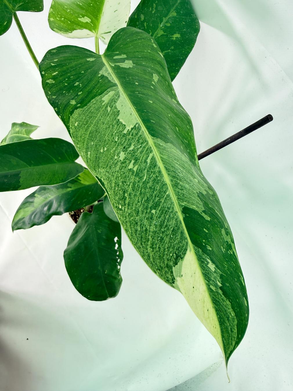 Philodendron Jose Buono variegata XL 05