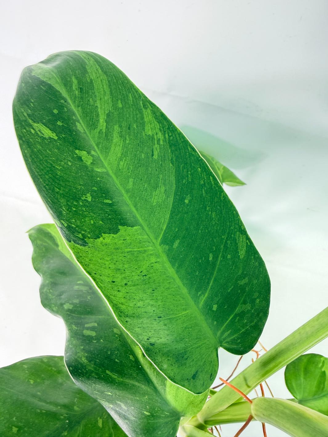 Philodendron Jose Buono variegata XL 06