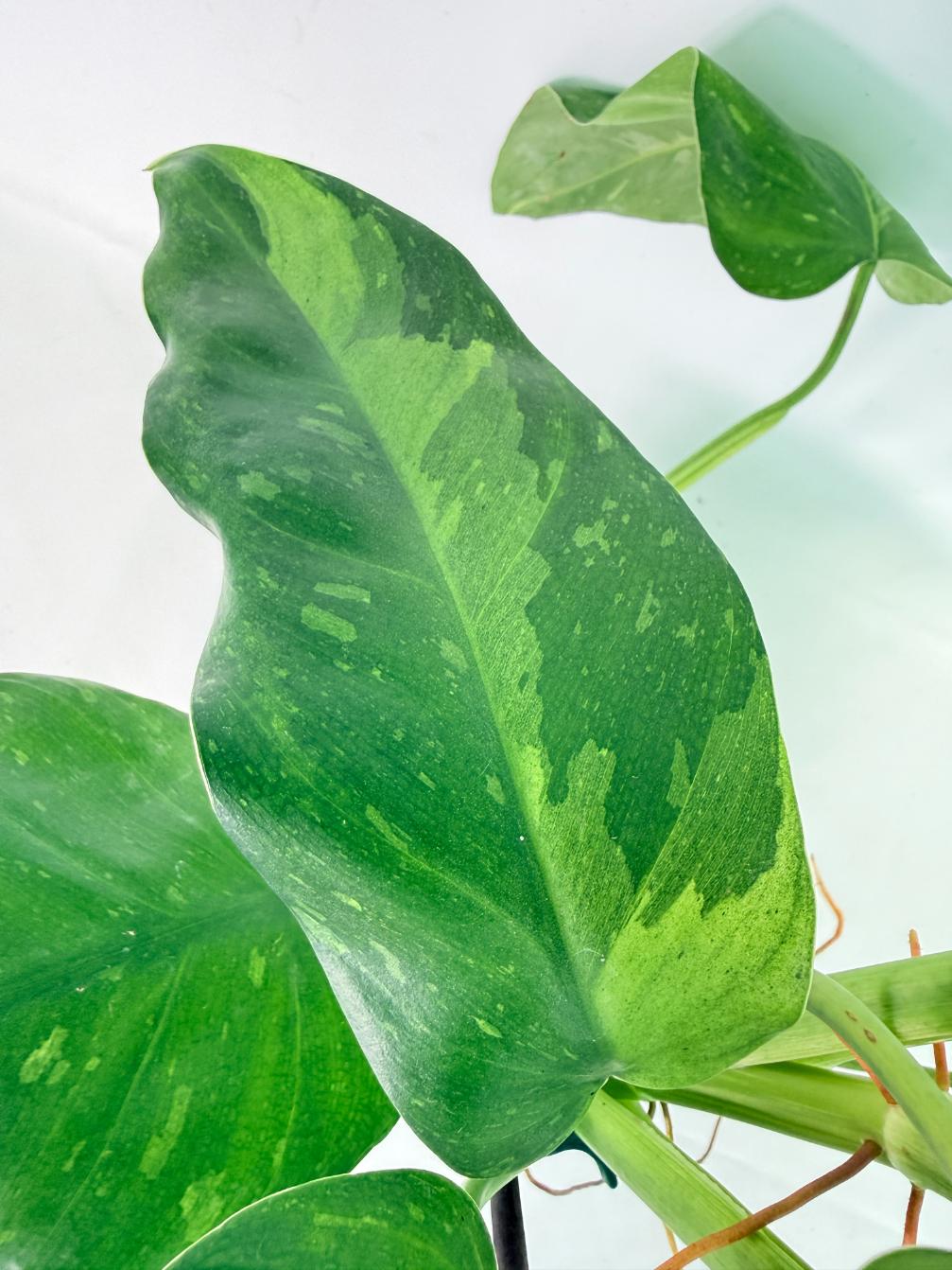 Philodendron Jose Buono variegata XL 07