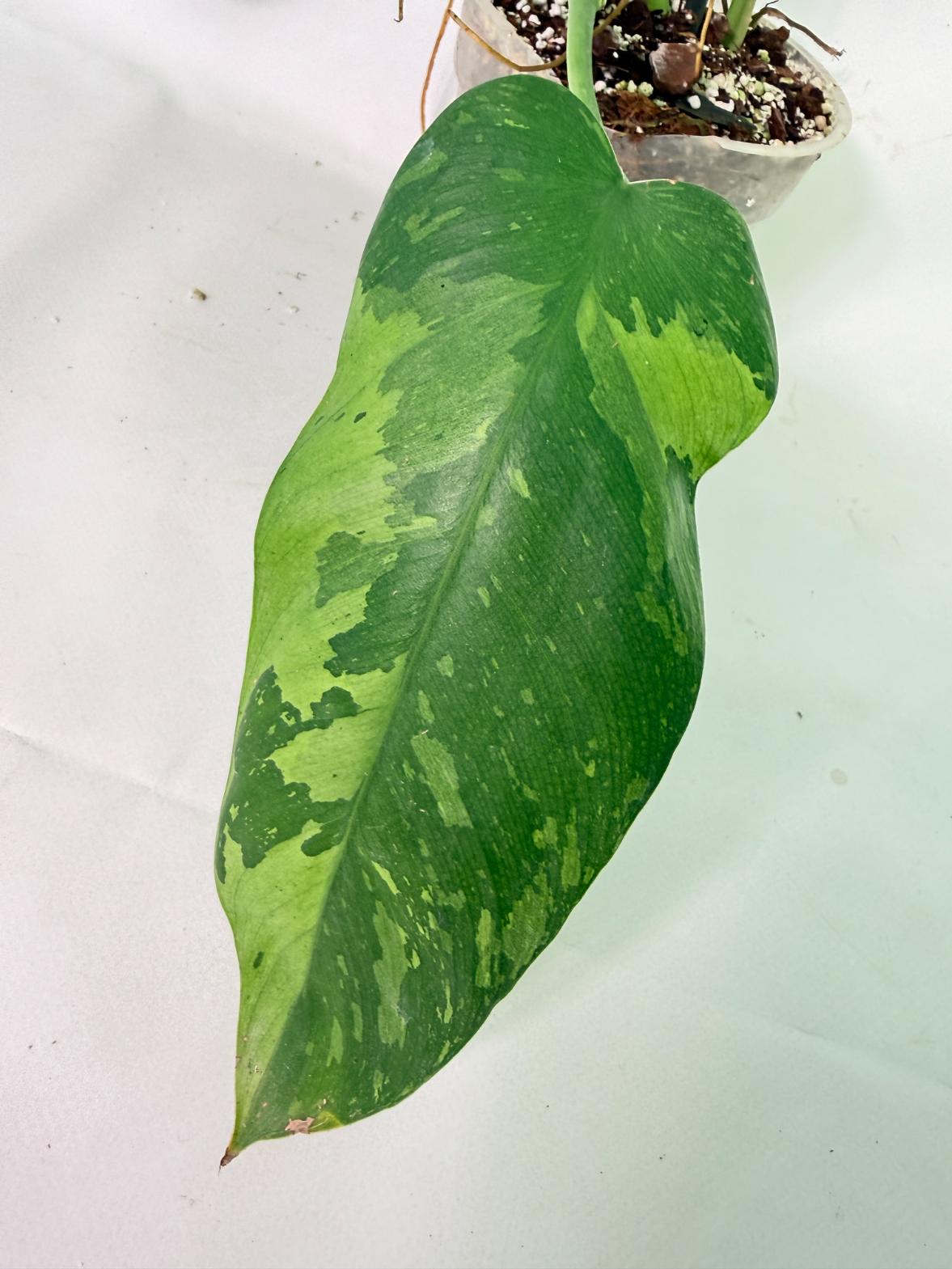 Philodendron Jose Buono variegata XL 09