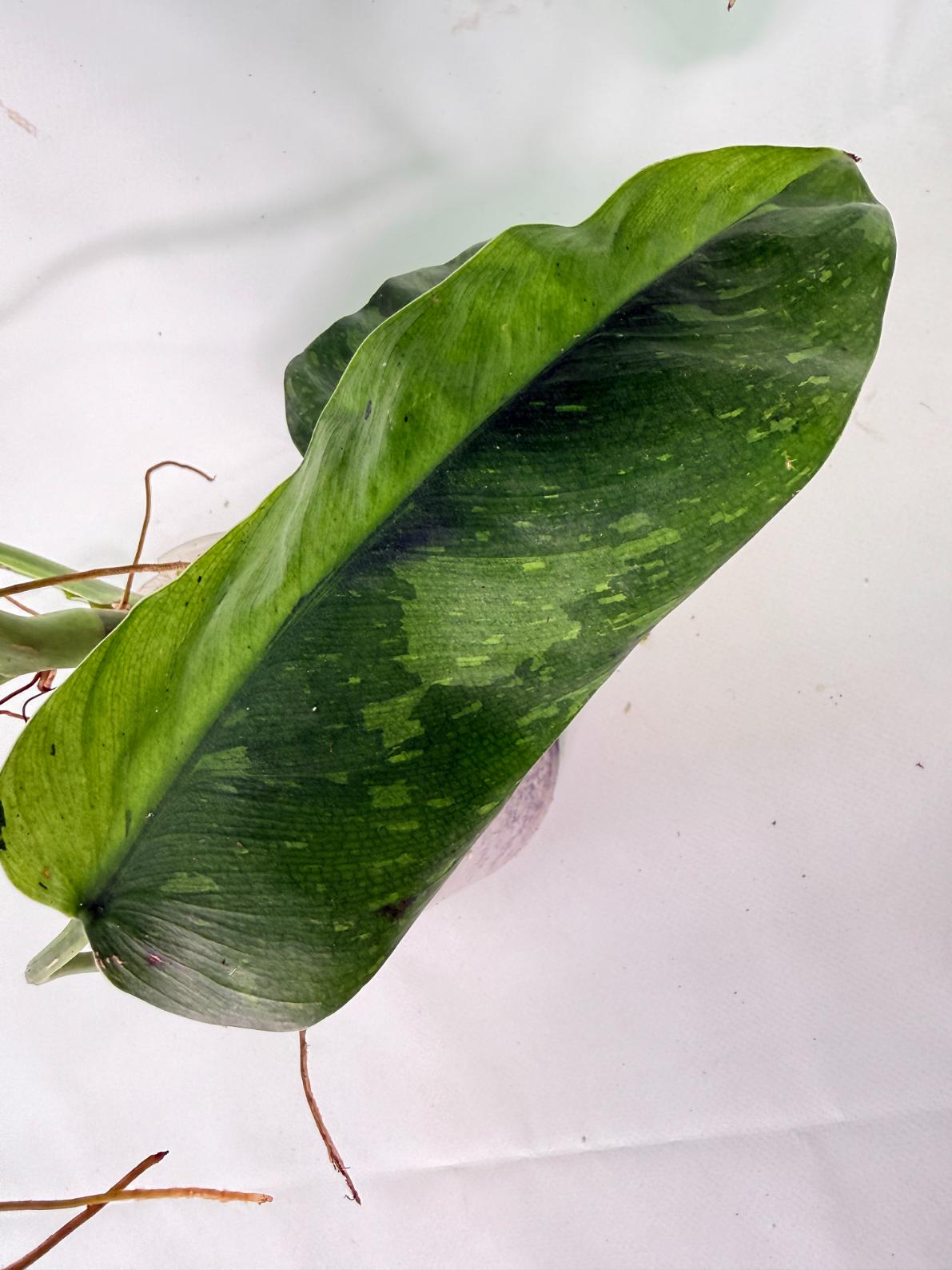 Philodendron Jose Buono variegata XL 10