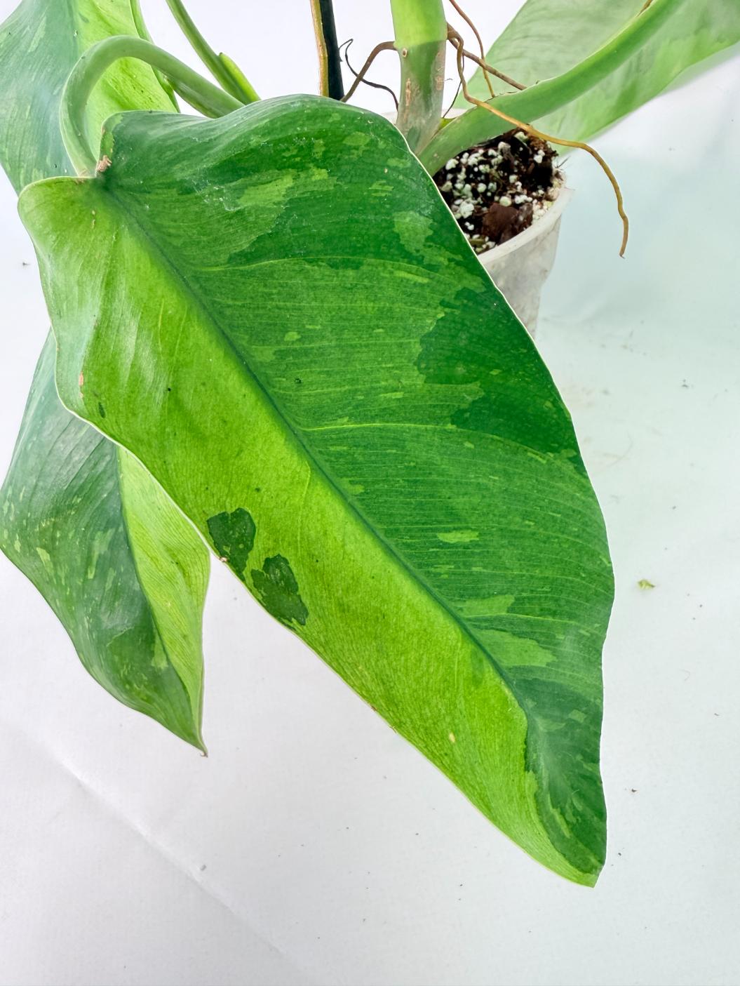 Philodendron Jose Buono variegata XL 11