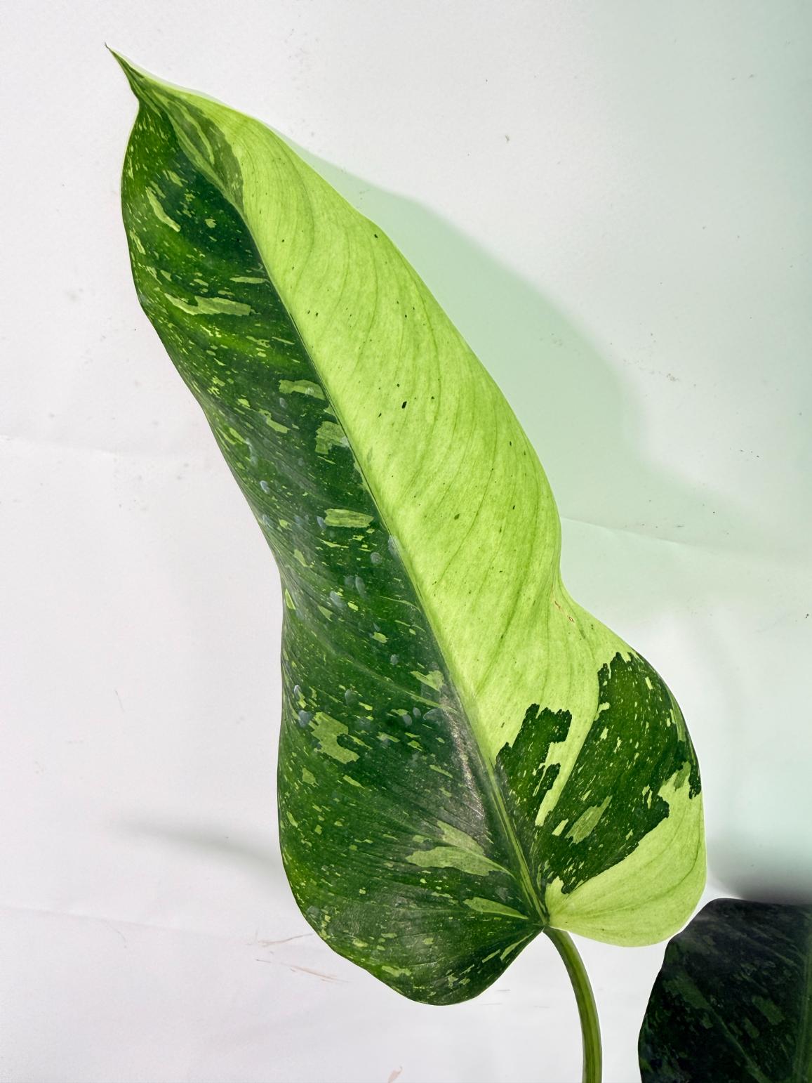 Philodendron Jose Buono variegata XL 12