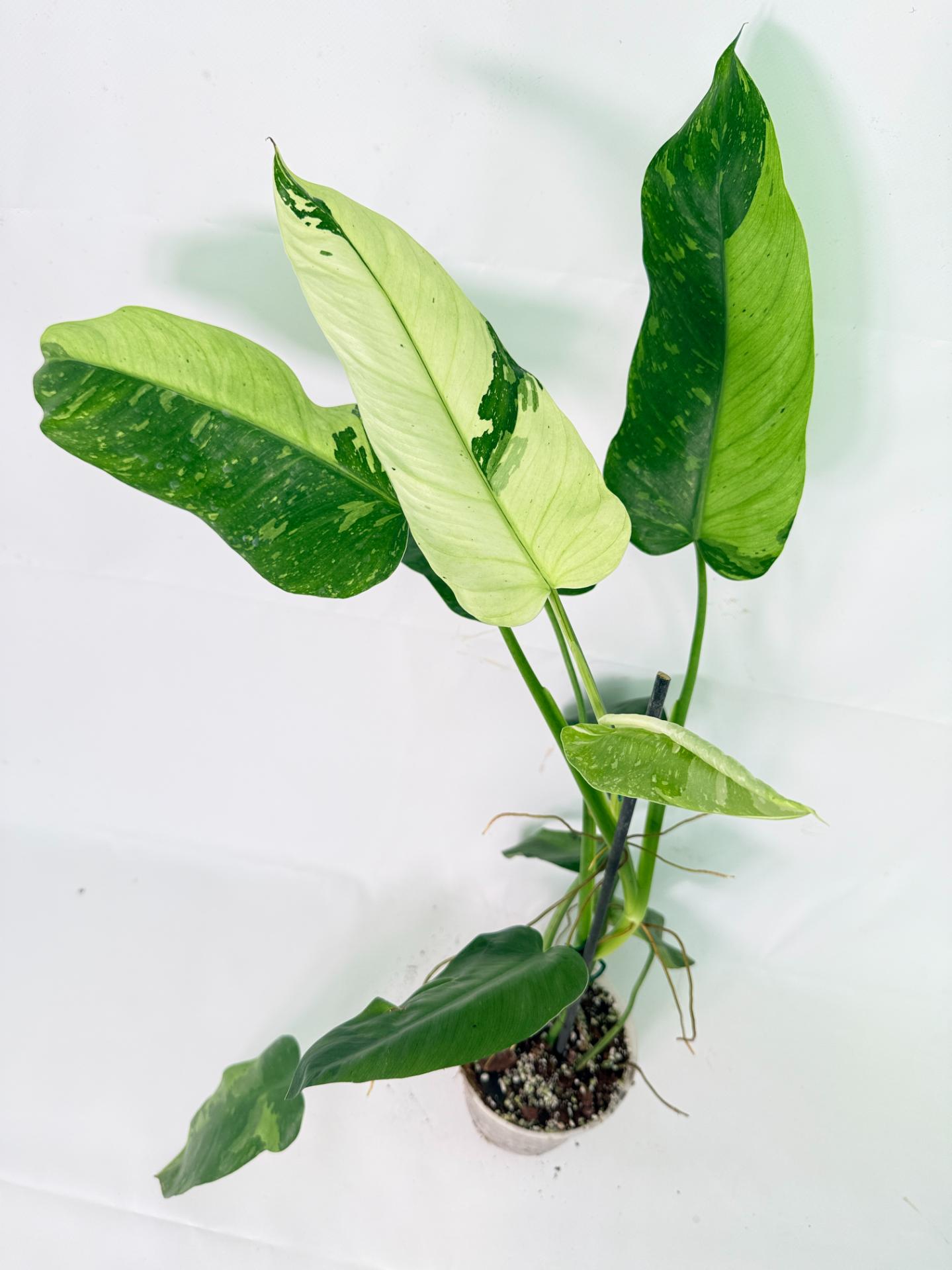Philodendron Jose Buono variegata XL 13