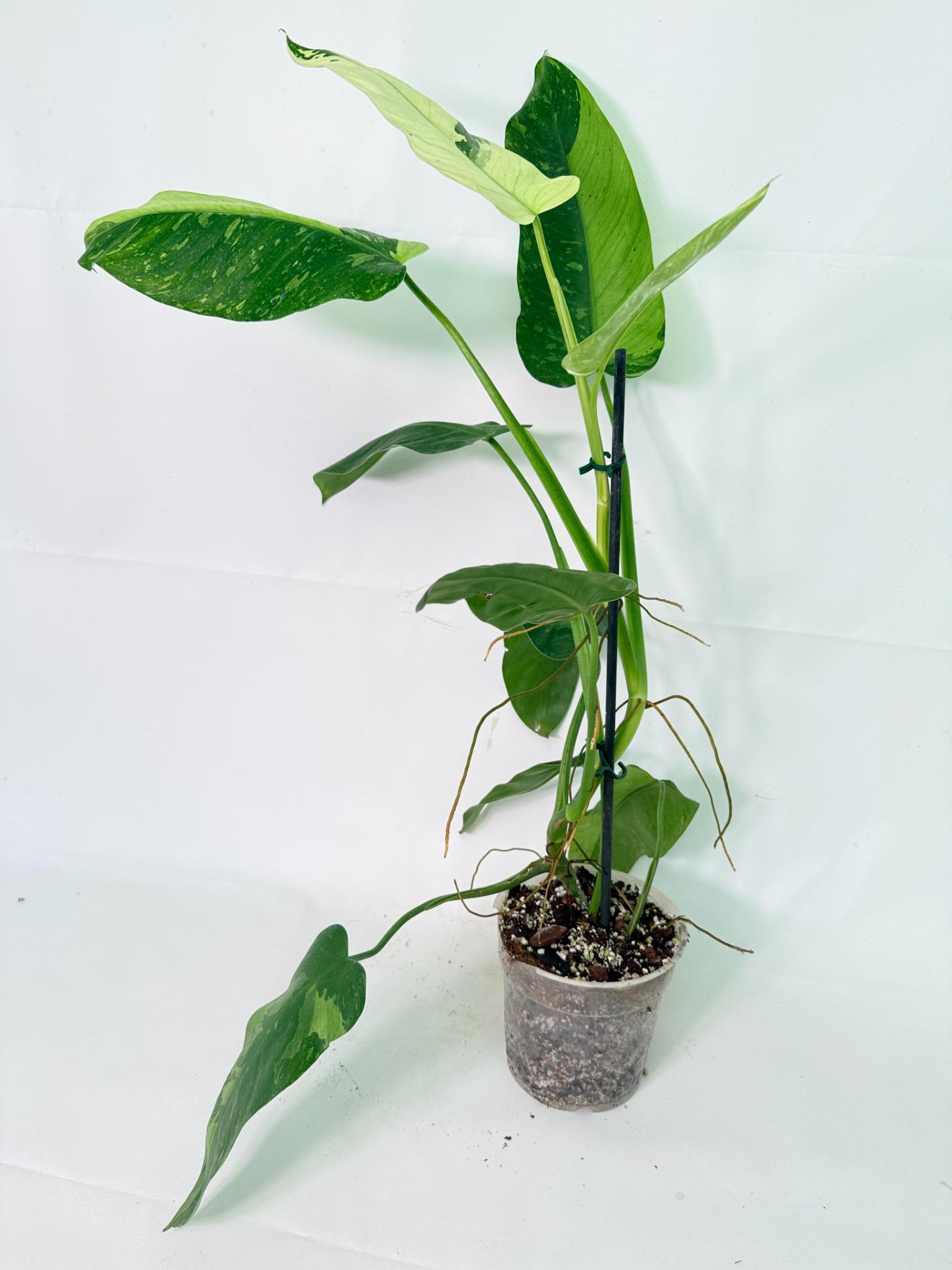Philodendron Jose Buono variegata XL 02