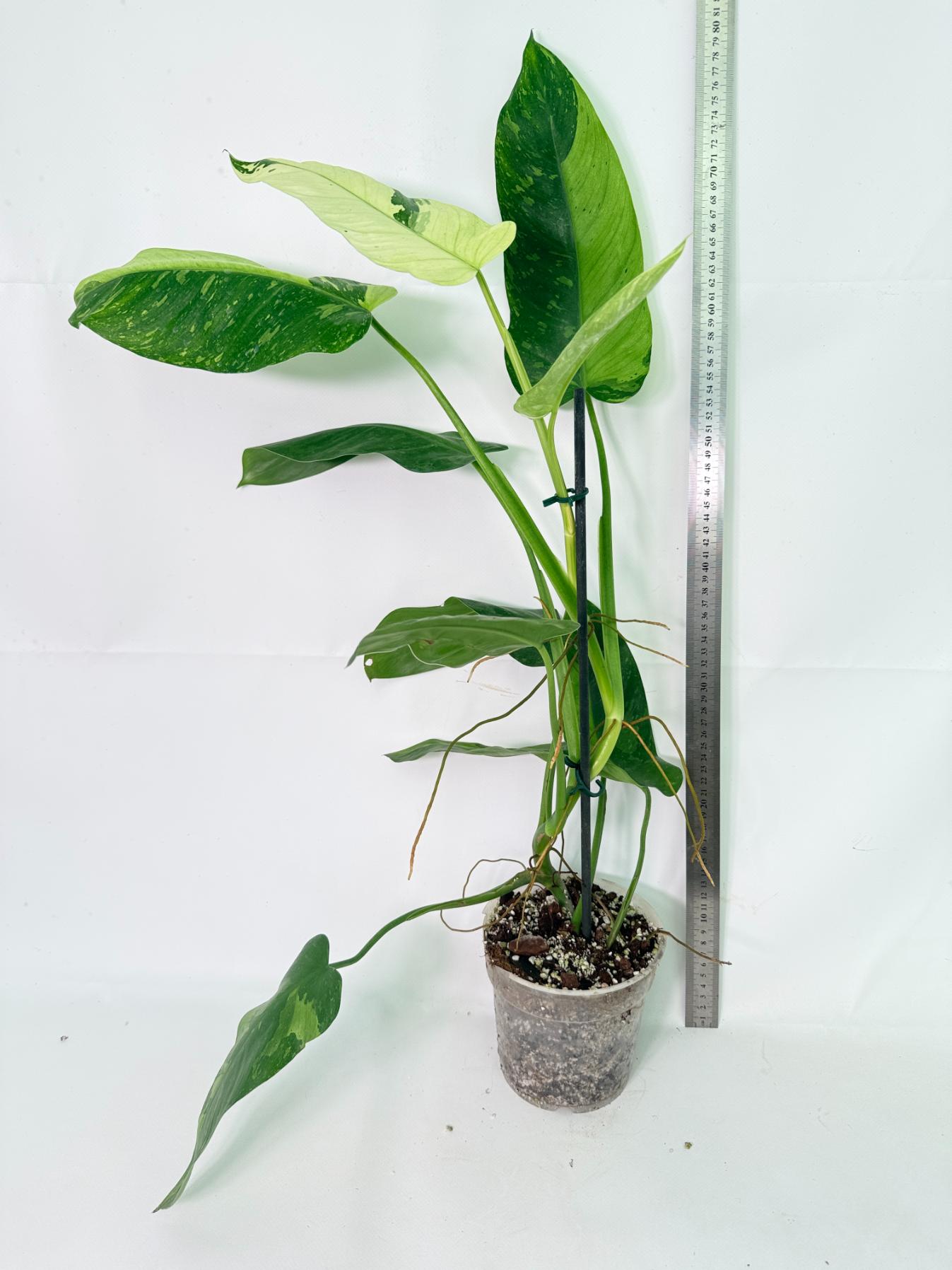 Philodendron Jose Buono variegata XL 03