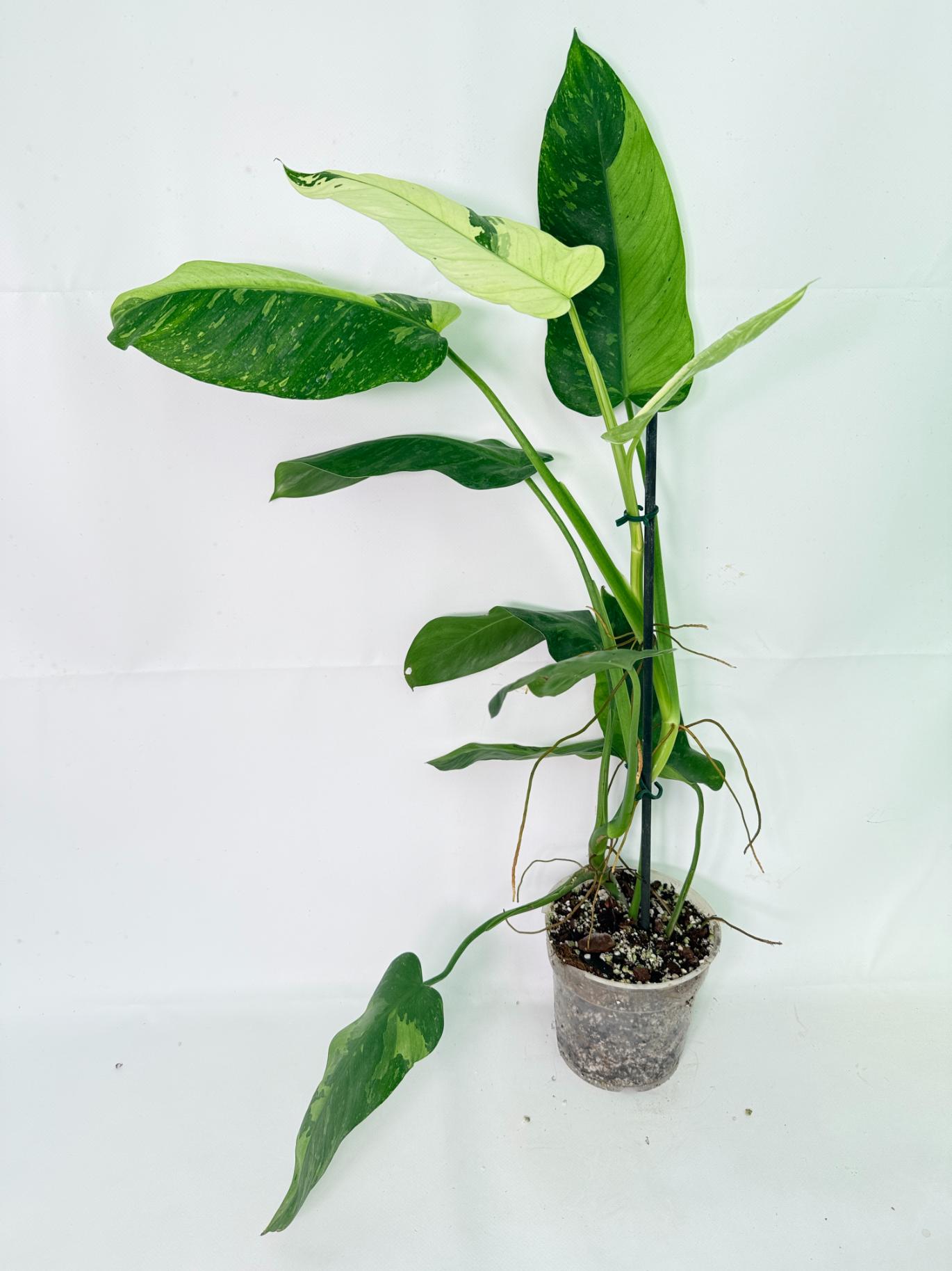 Philodendron Jose Buono variegata XL 01