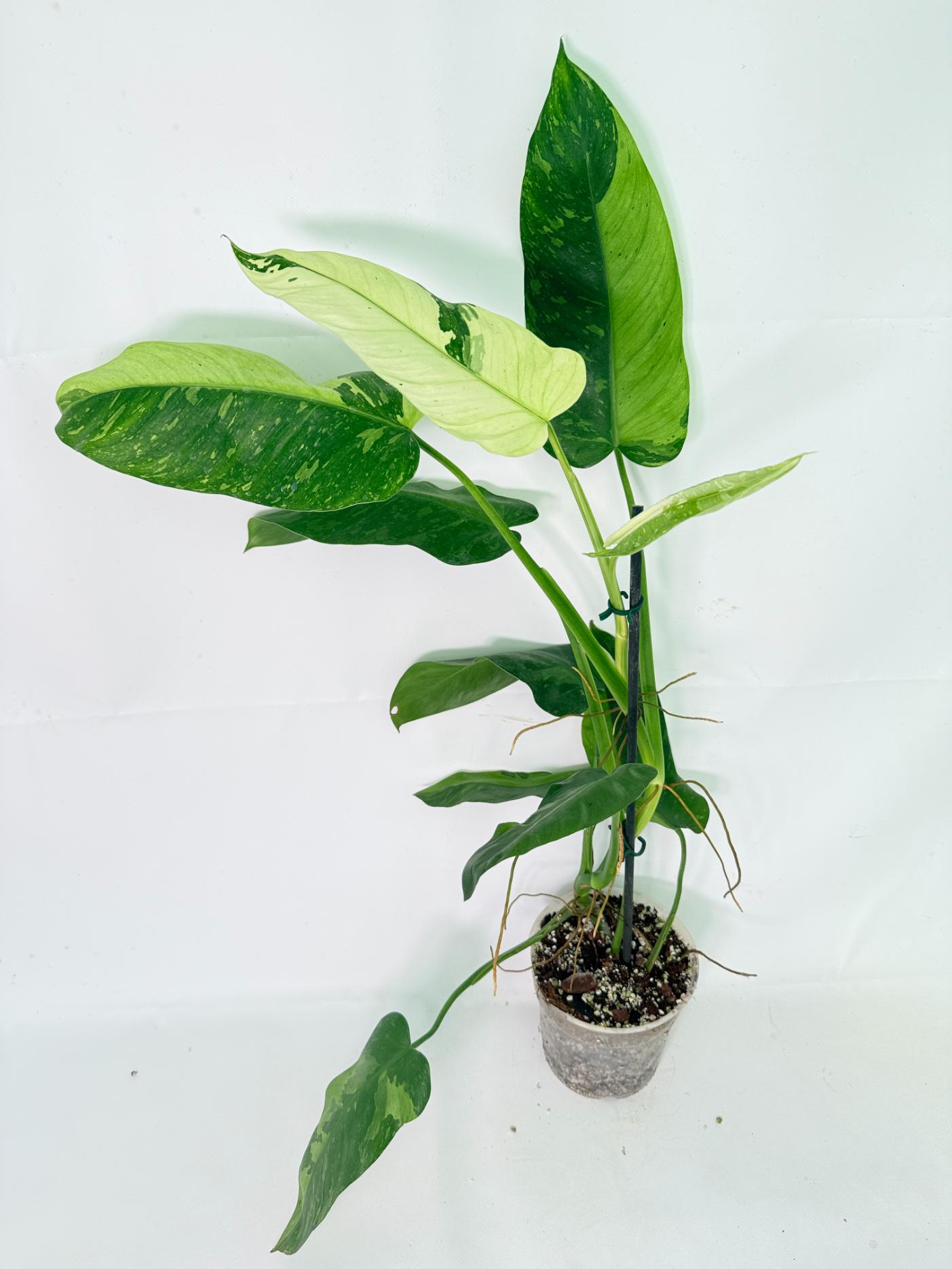 Philodendron Jose Buono variegata XL 14