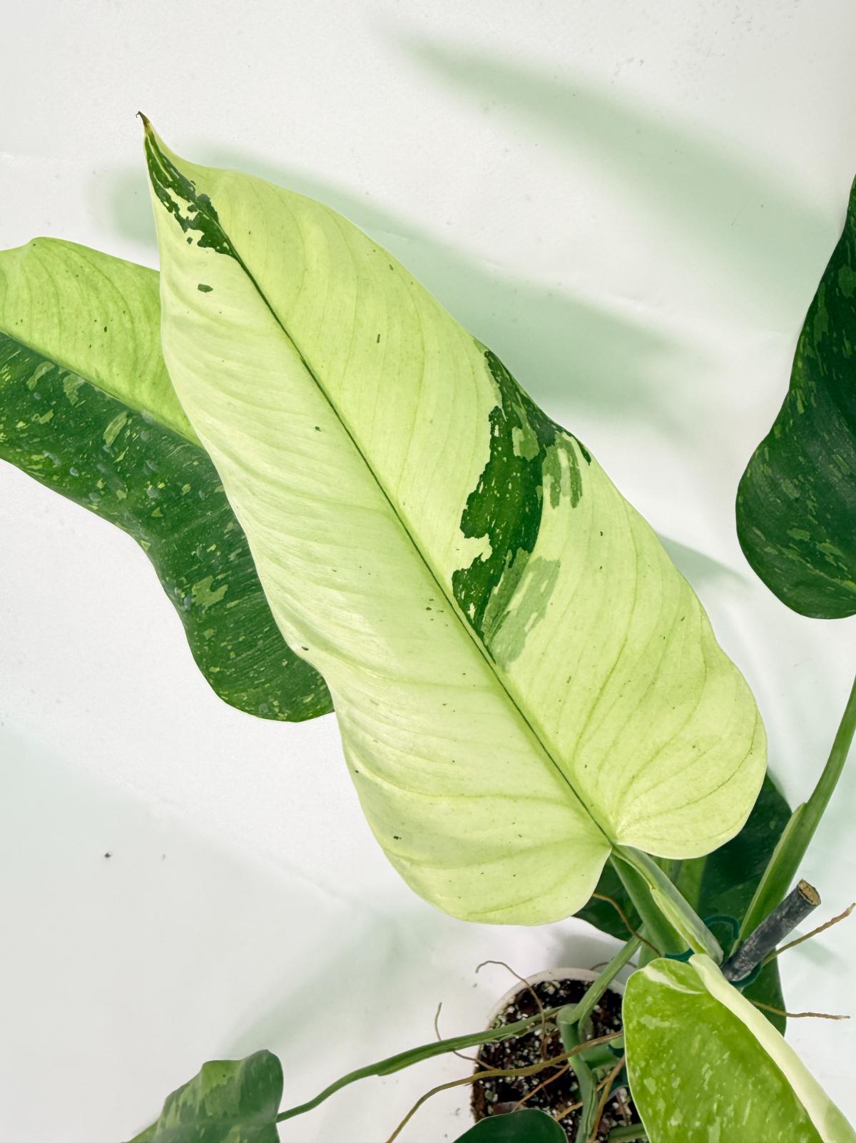 Philodendron Jose Buono variegata XL 04