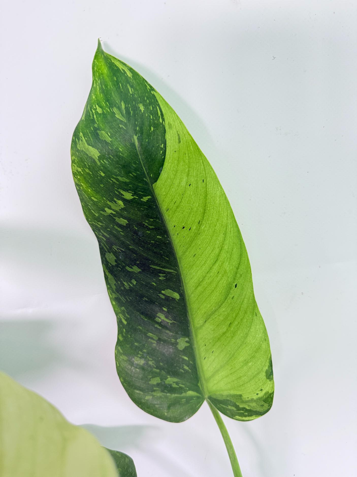 Philodendron Jose Buono variegata XL 05