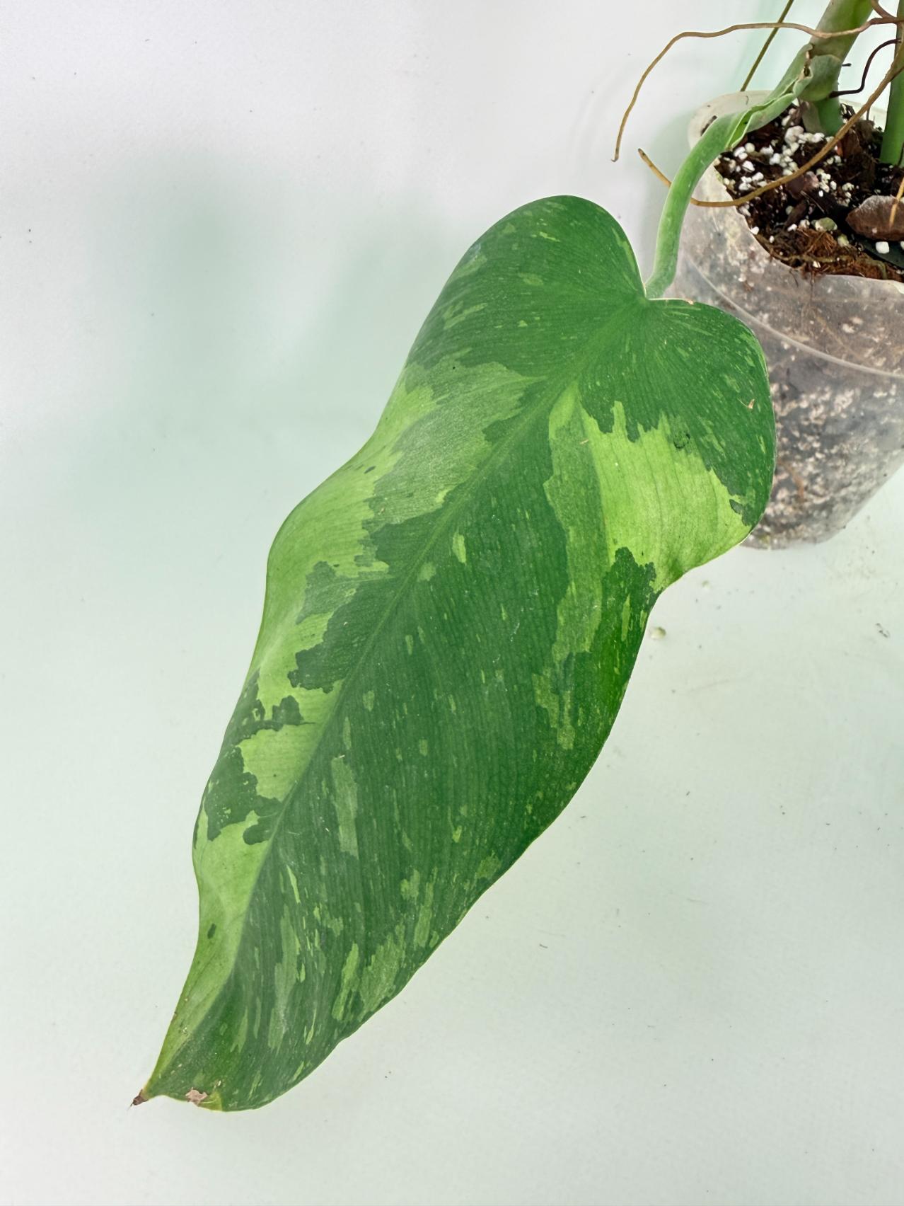 Philodendron Jose Buono variegata XL 06