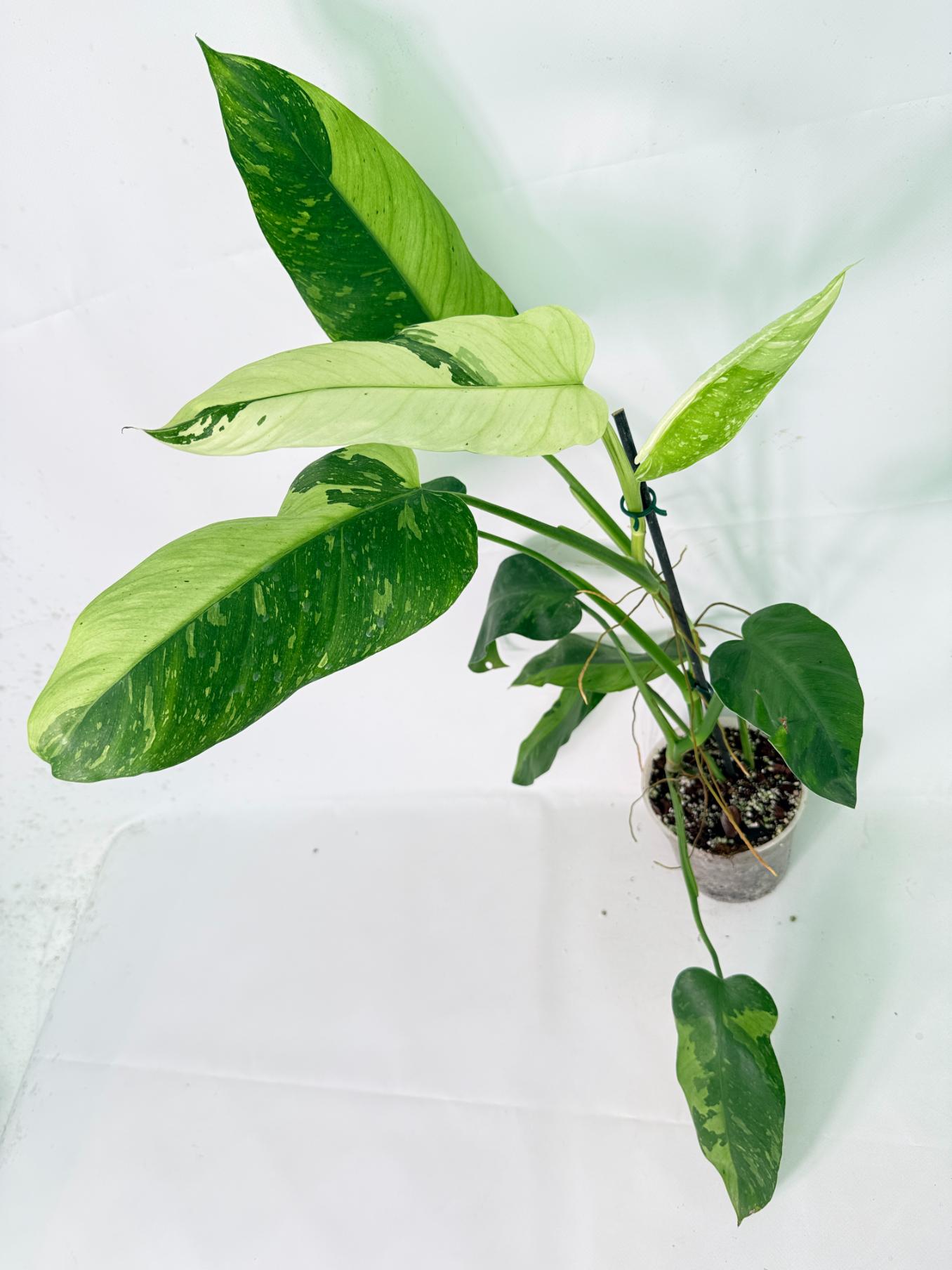 Philodendron Jose Buono variegata XL 07