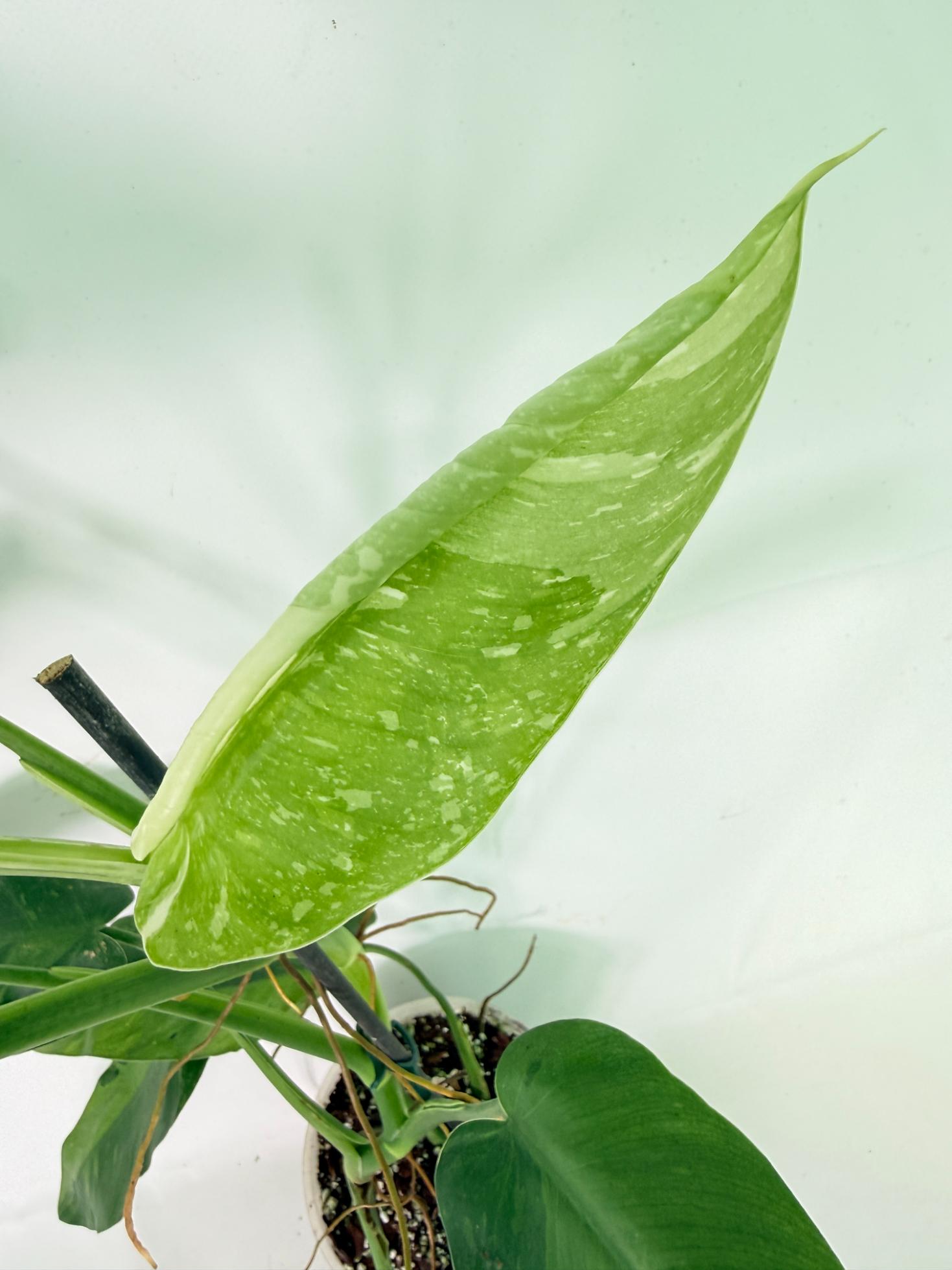 Philodendron Jose Buono variegata XL 08