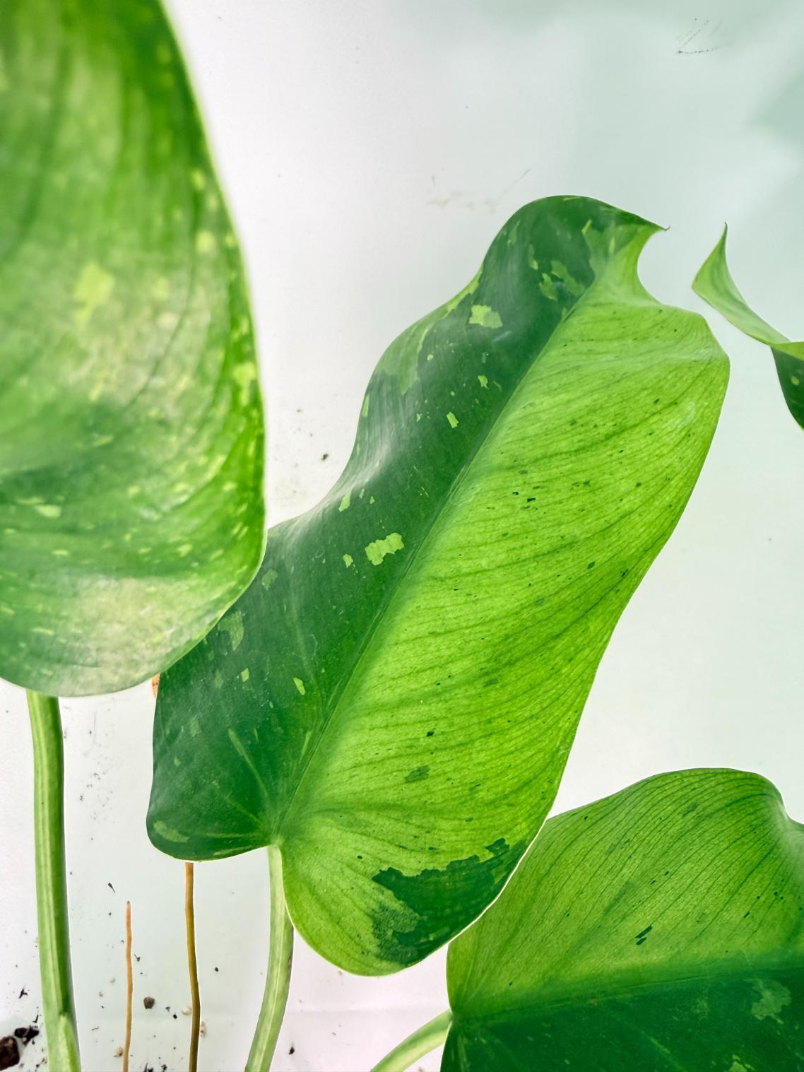 Philodendron Jose Buono variegata XL 09