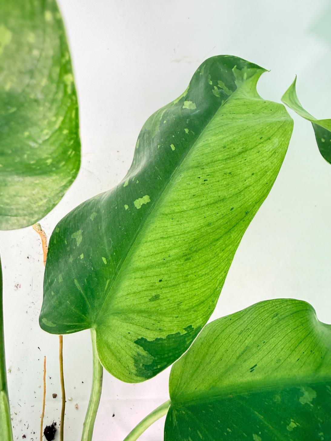Philodendron Jose Buono variegata XL 10