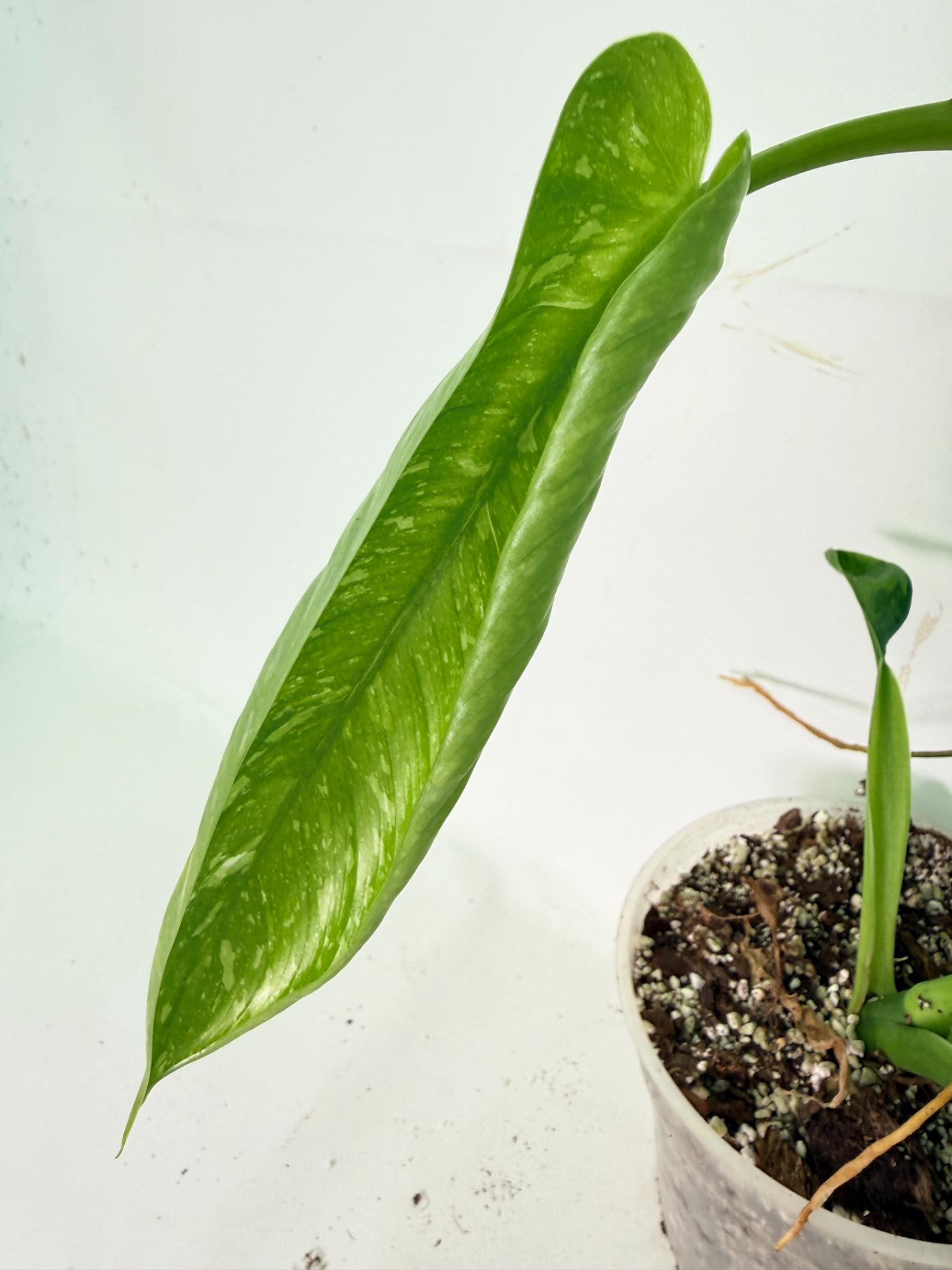 Philodendron Jose Buono variegata XL 12