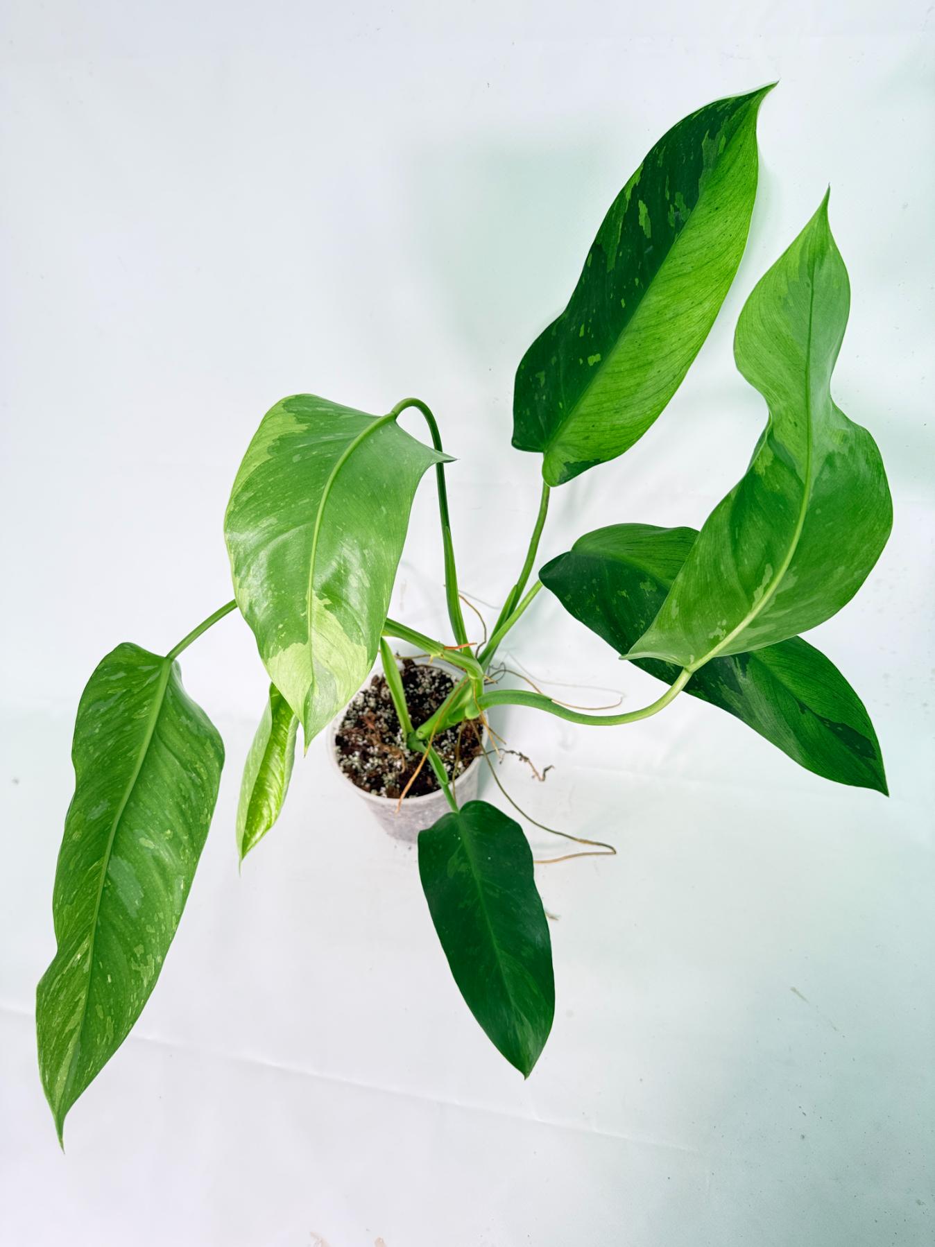 Philodendron Jose Buono variegata XL 15