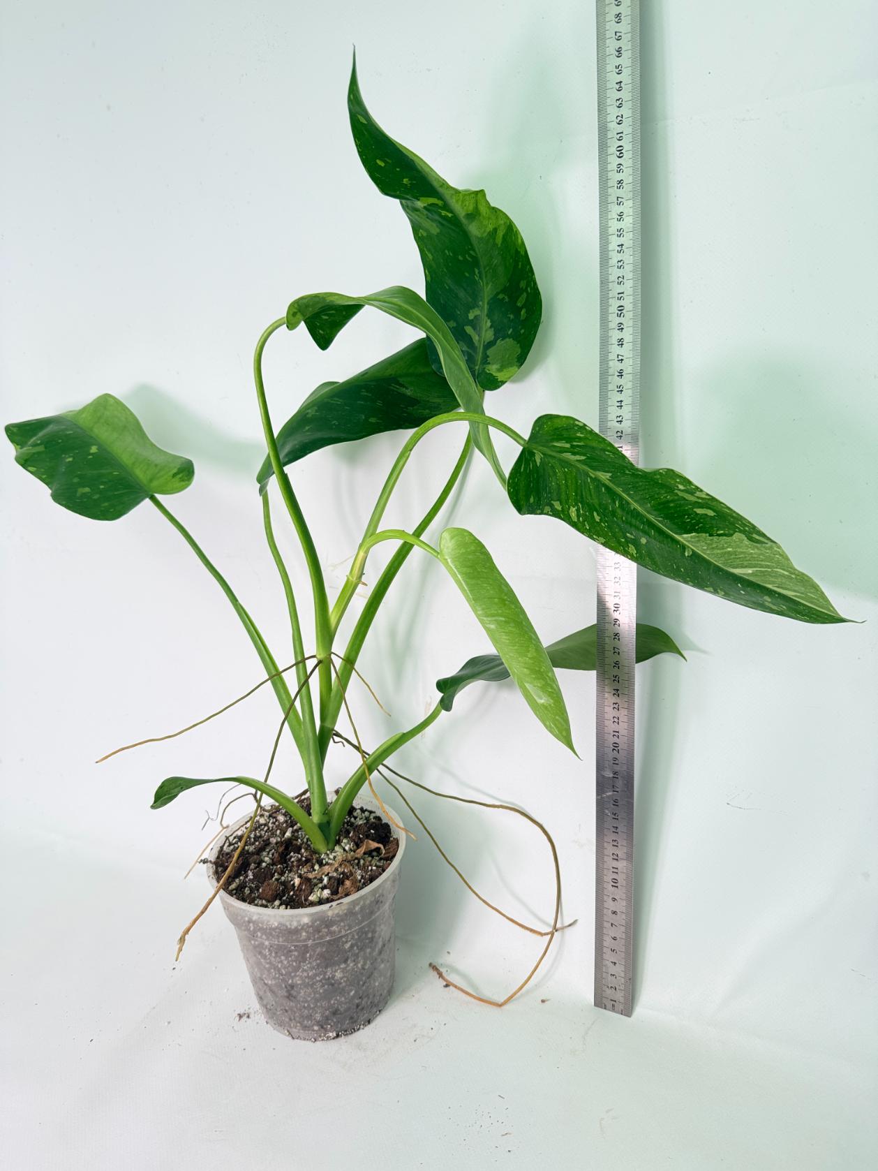 Philodendron Jose Buono variegata XL 01