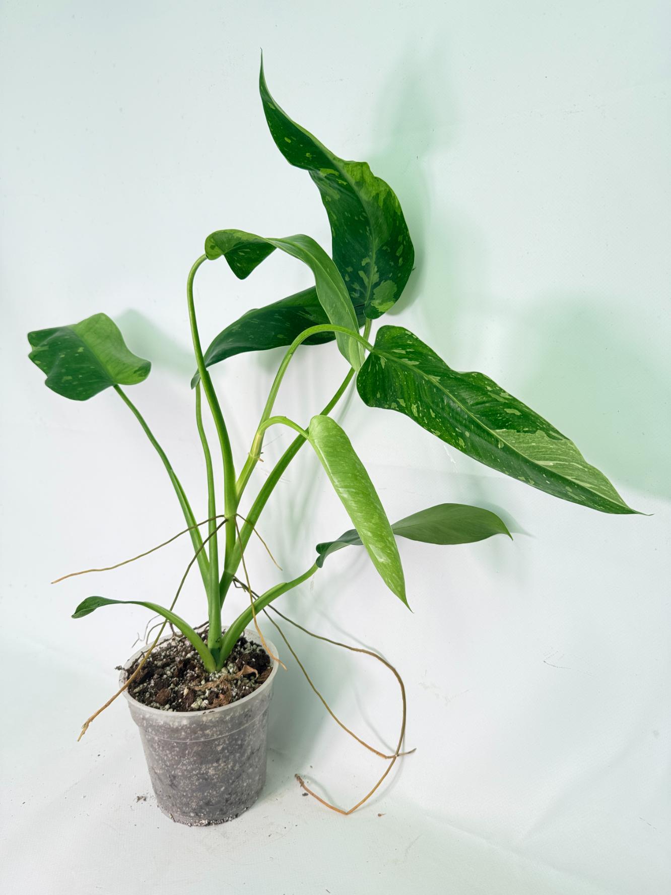 Philodendron Jose Buono variegata XL 02