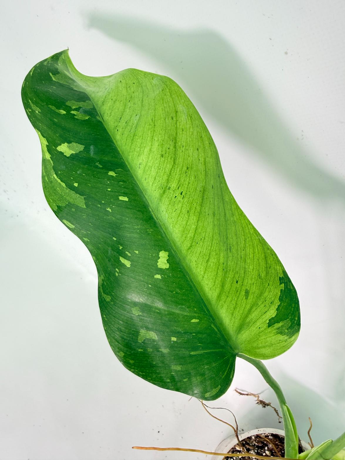 Philodendron Jose Buono variegata XL 04