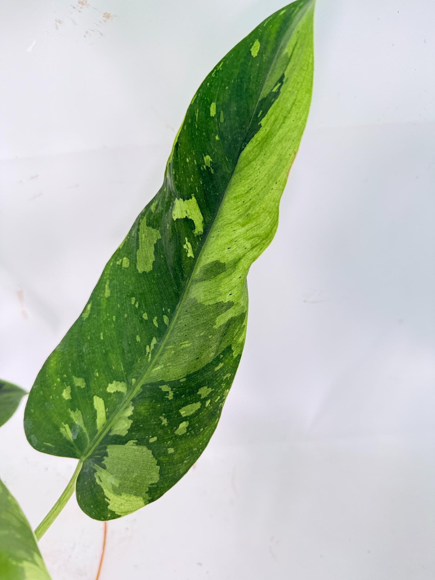 Philodendron Jose Buono variegata XL 05