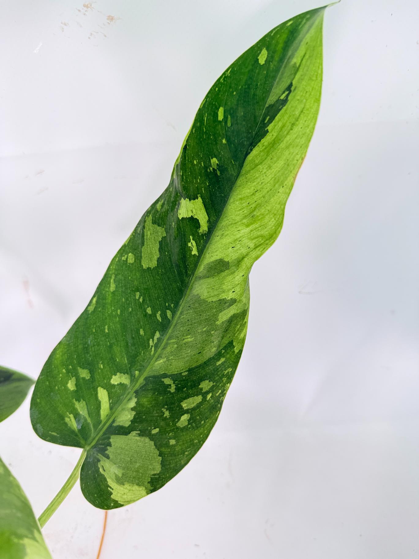 Philodendron Jose Buono variegata XL 06