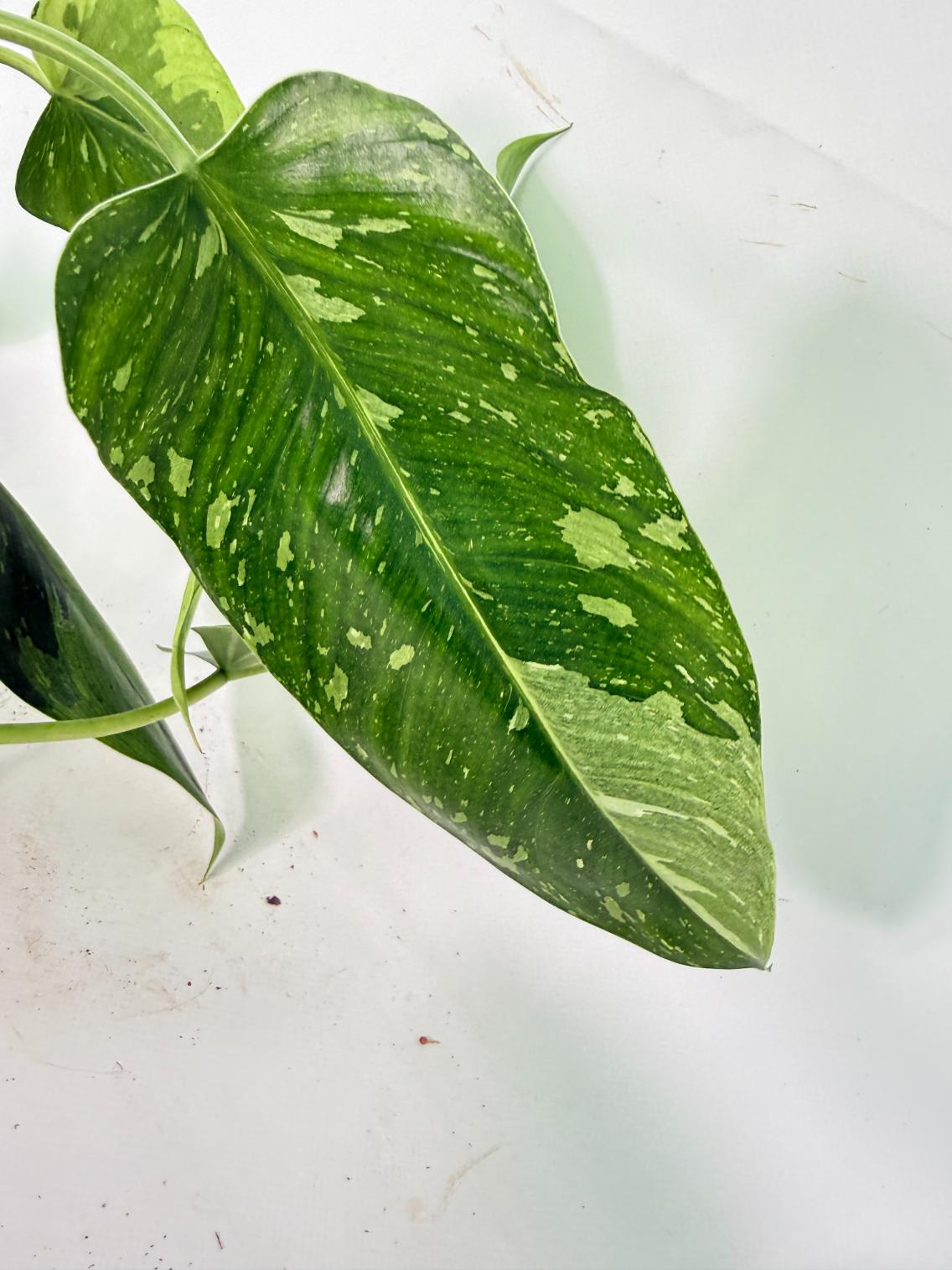 Philodendron Jose Buono variegata XL 07