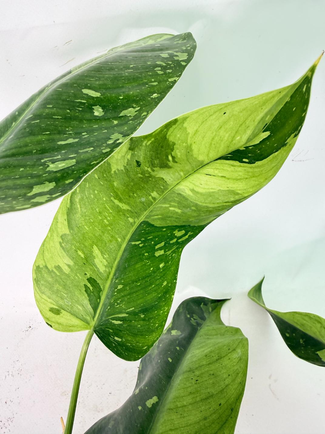 Philodendron Jose Buono variegata XL 08