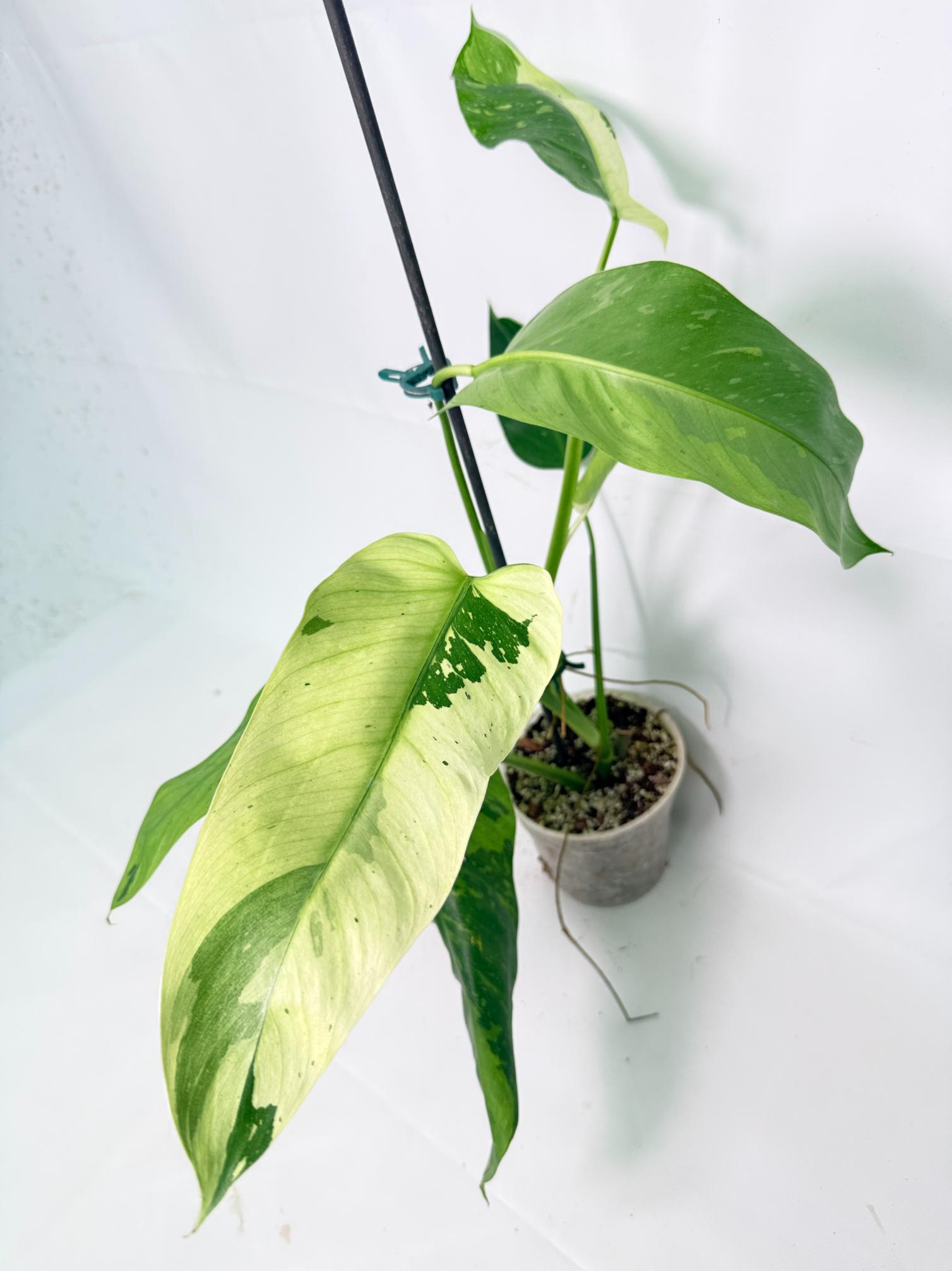 Philodendron Jose Buono variegata XL 10