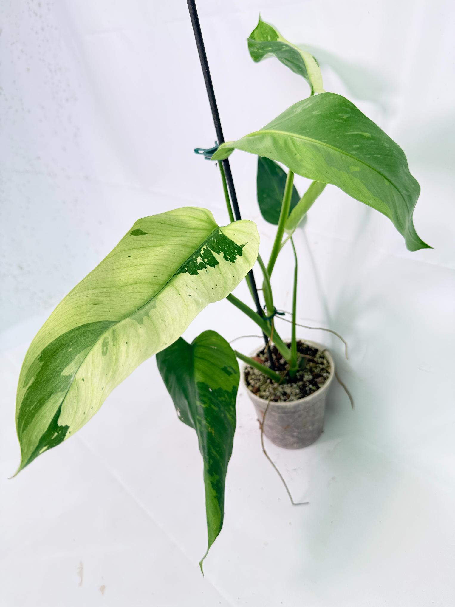 Philodendron Jose Buono variegata XL 11
