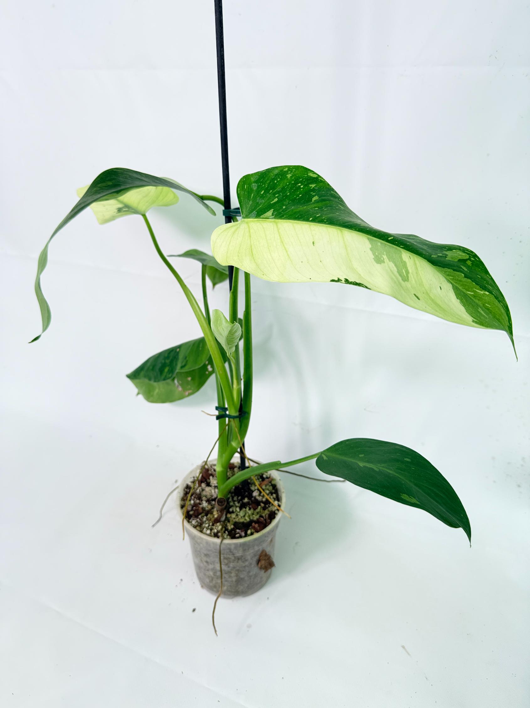 Philodendron Jose Buono variegata XL 12
