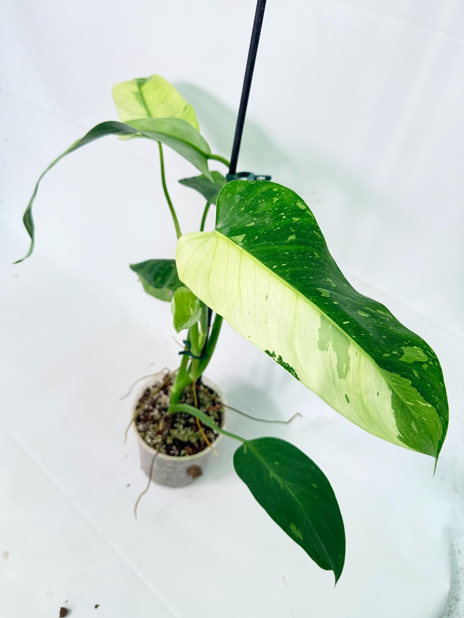 Philodendron Jose Buono variegata XL 13