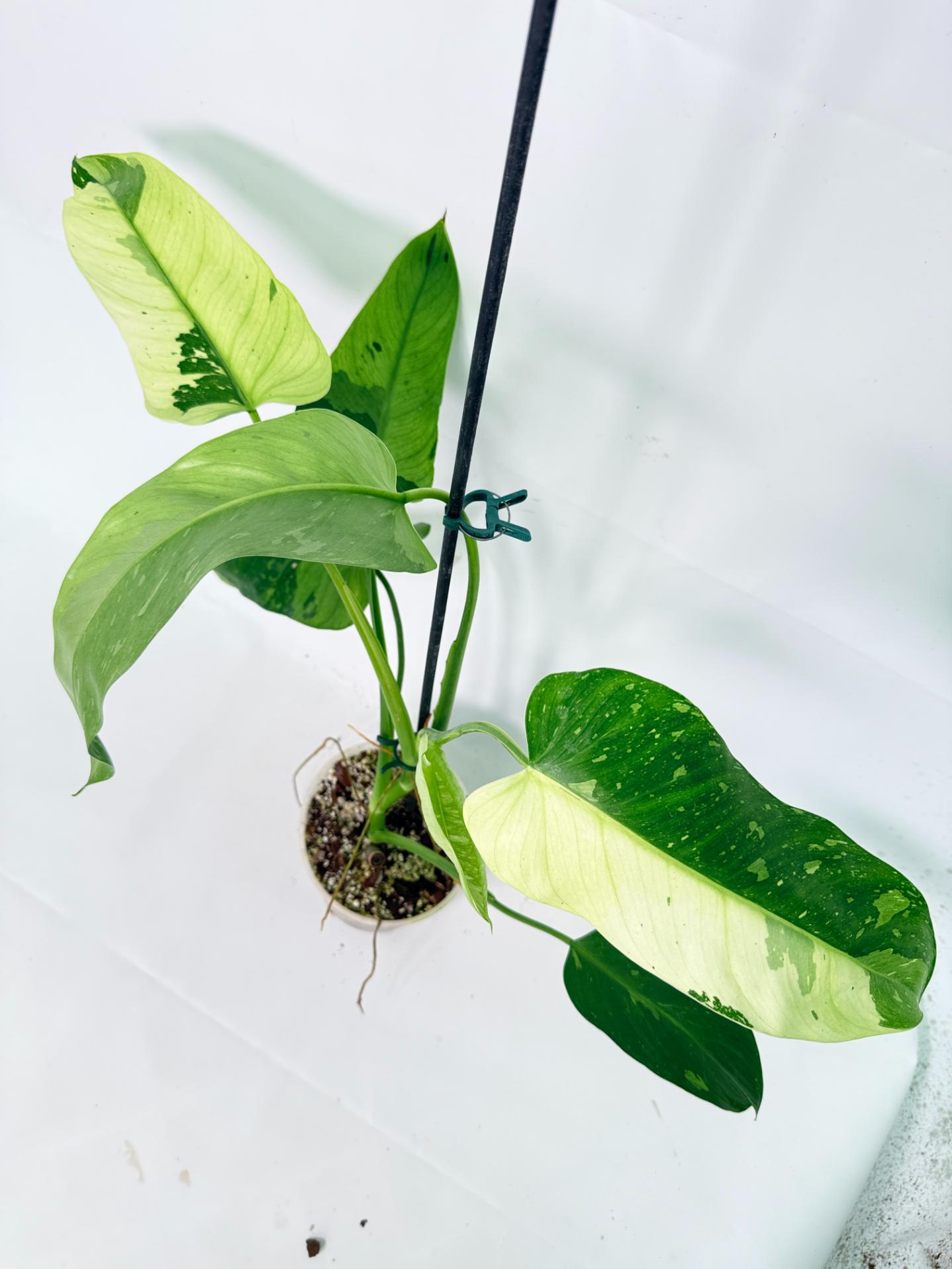 Philodendron Jose Buono variegata XL 14