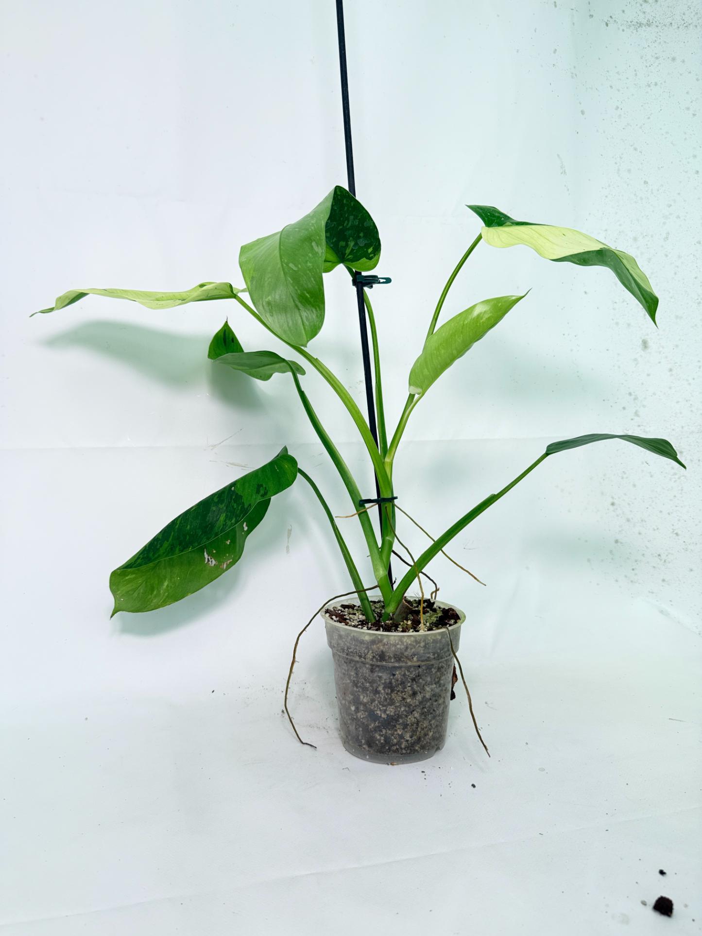 Philodendron Jose Buono variegata XL 15