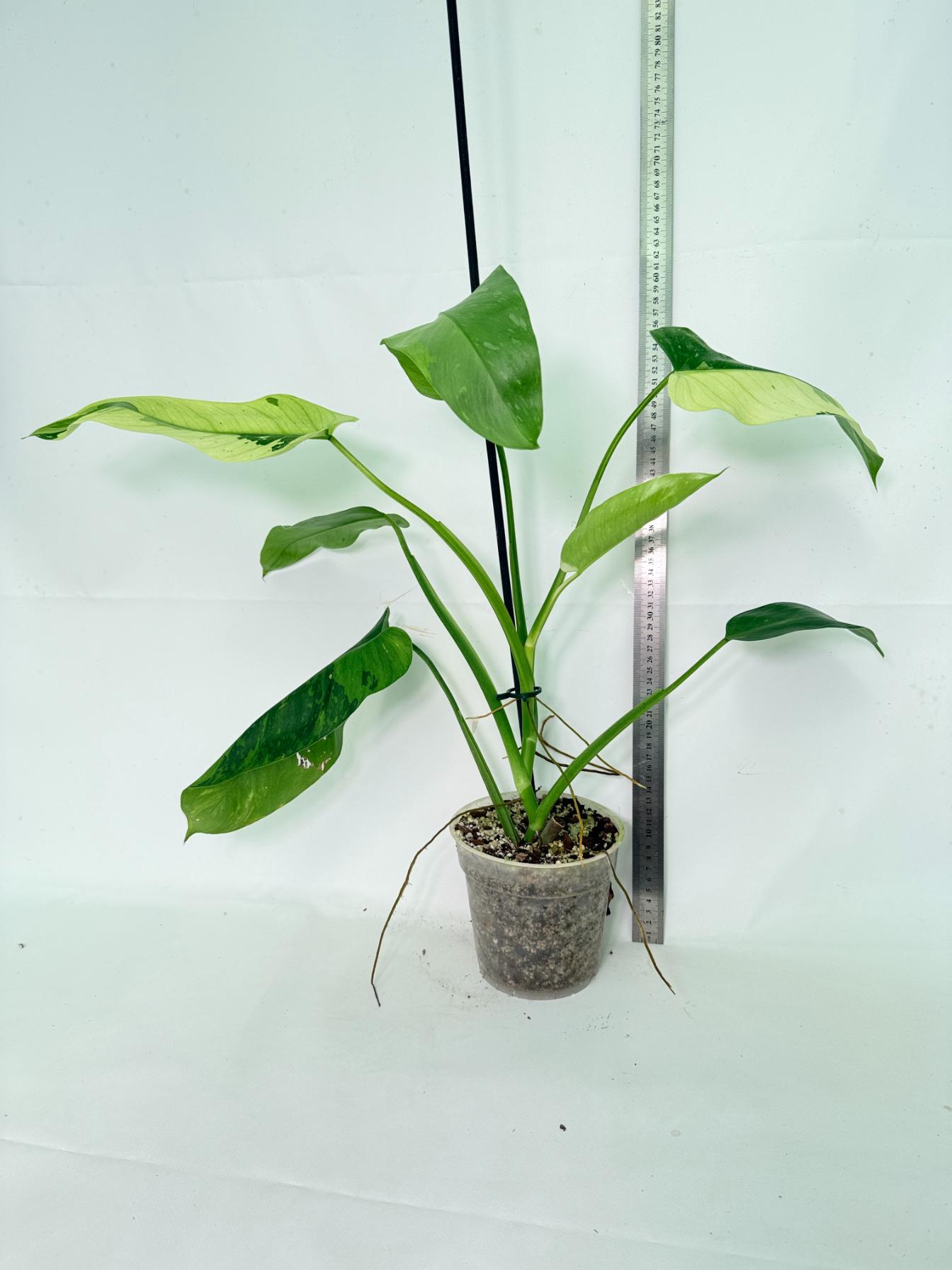 Philodendron Jose Buono variegata XL 01