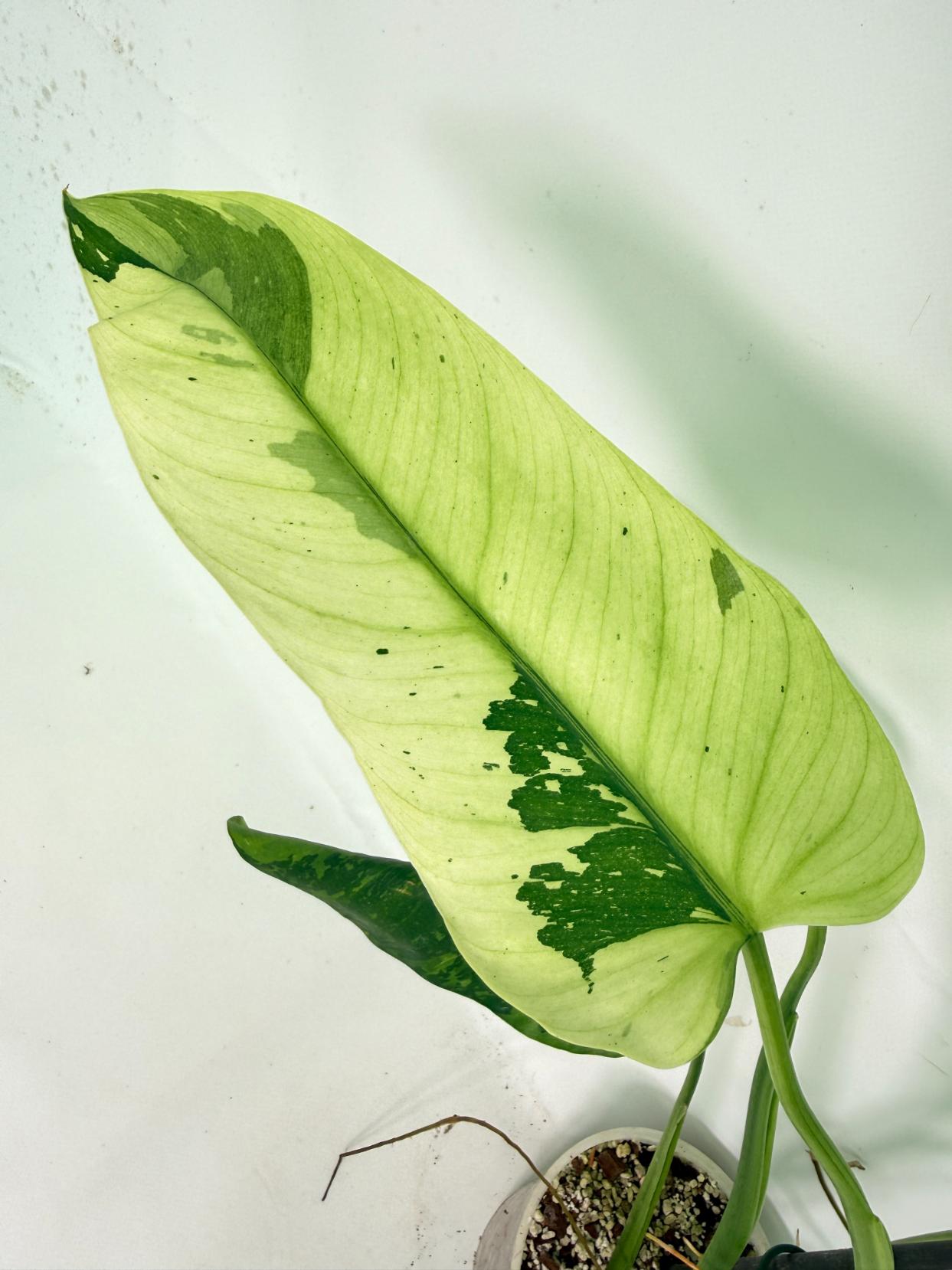 Philodendron Jose Buono variegata XL 02