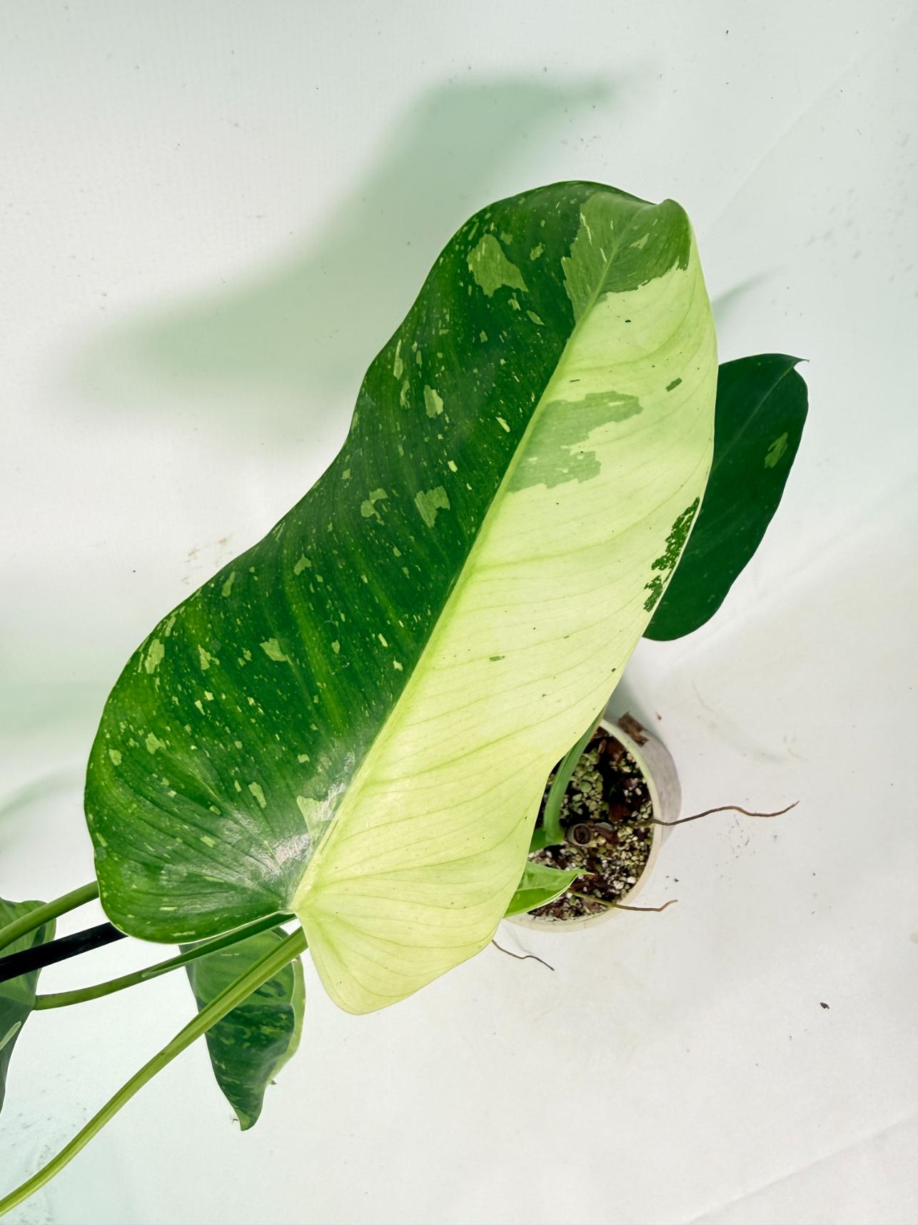 Philodendron Jose Buono variegata XL 03