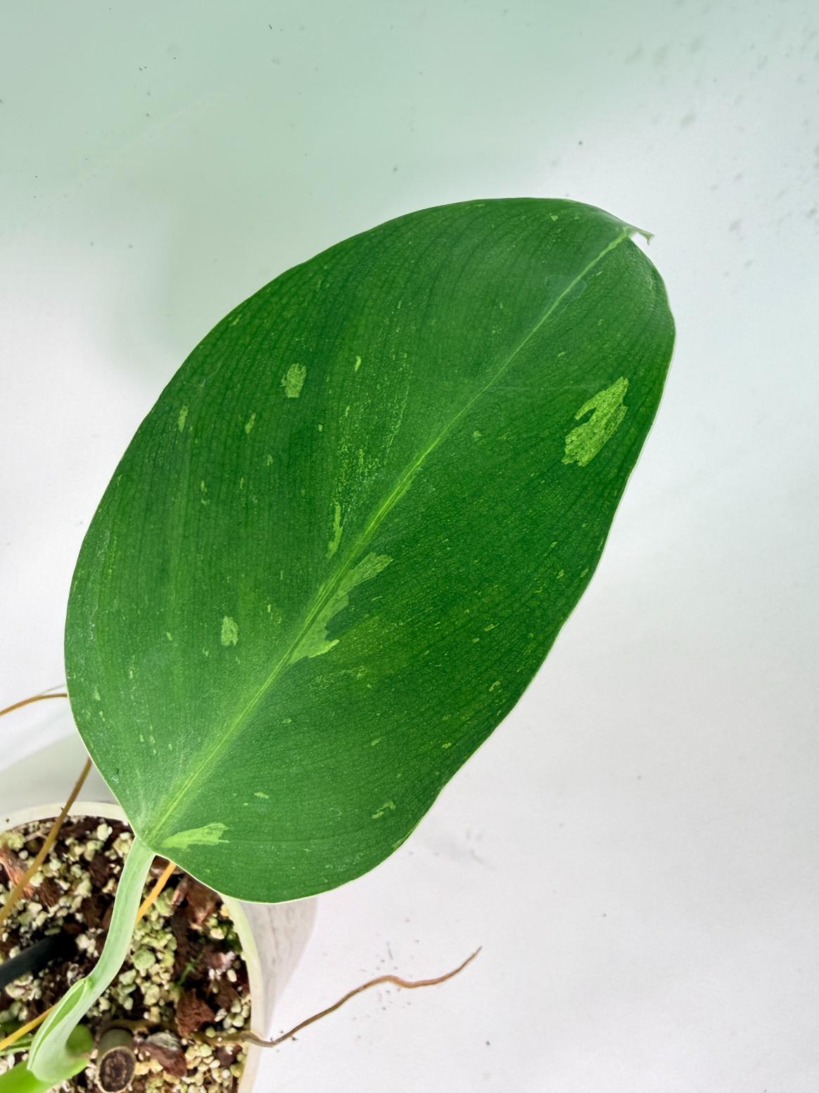 Philodendron Jose Buono variegata XL 05